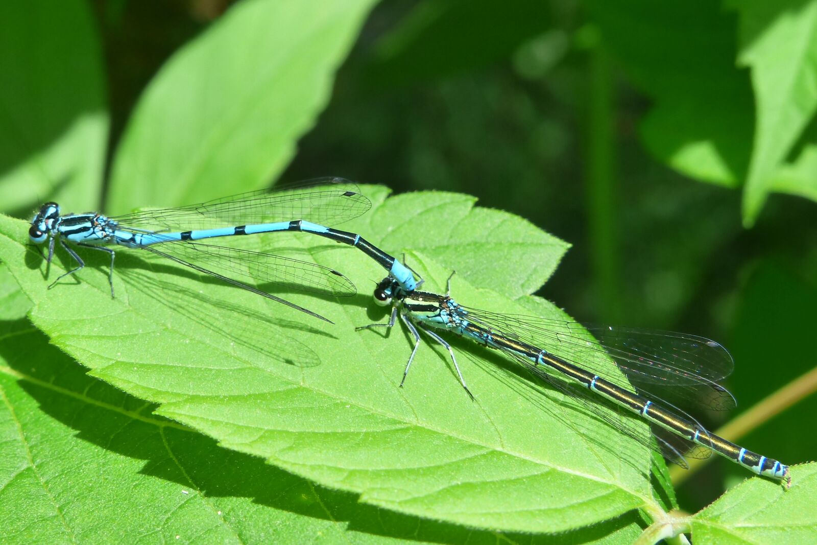 Panasonic Lumix DMC-FZ200 sample photo. Animals, invertebrates, insects photography