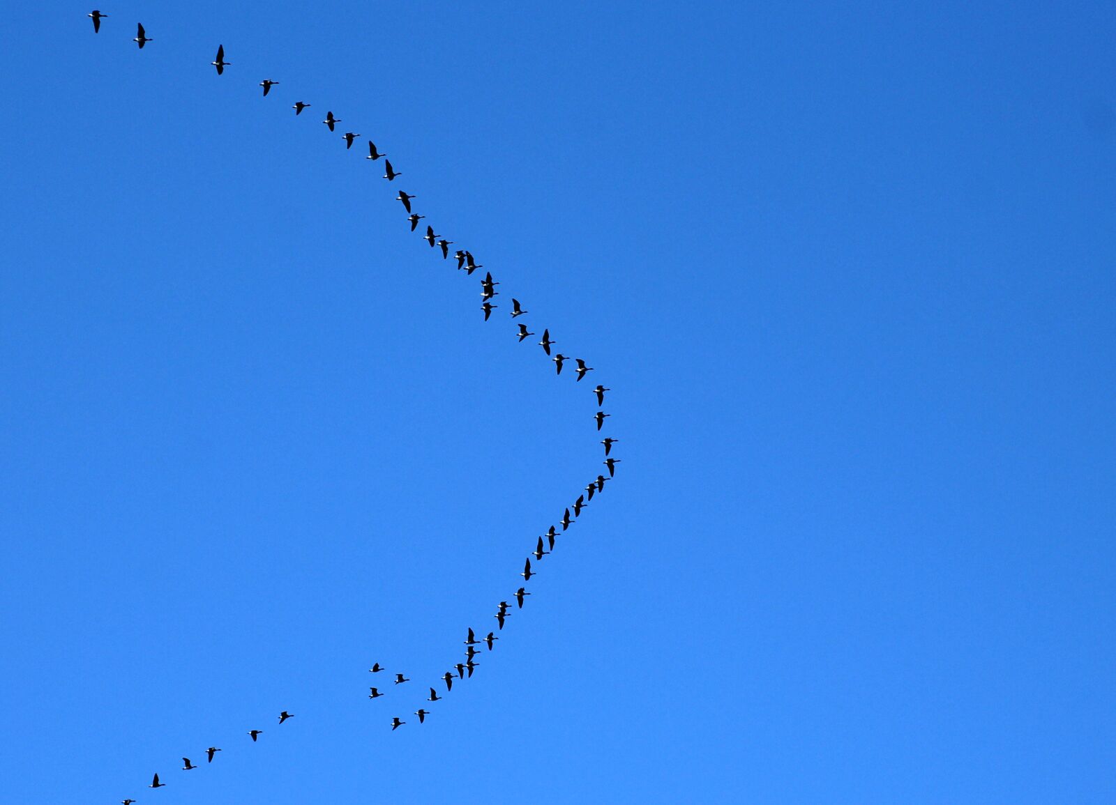 Canon EOS 1200D (EOS Rebel T5 / EOS Kiss X70 / EOS Hi) sample photo. Birds, fly, key birds photography