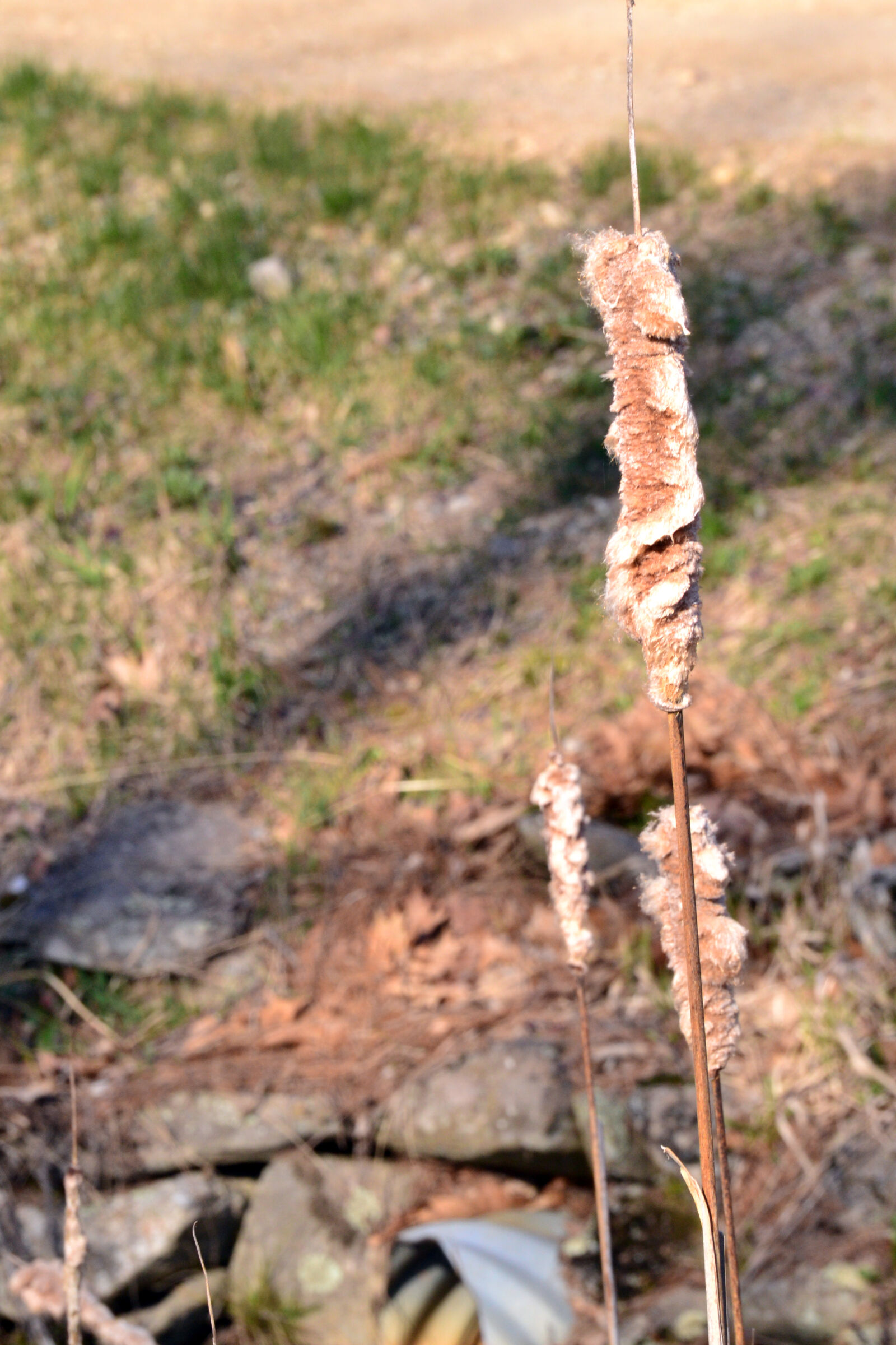 Nikon D3100 sample photo. Cattail, nature photography
