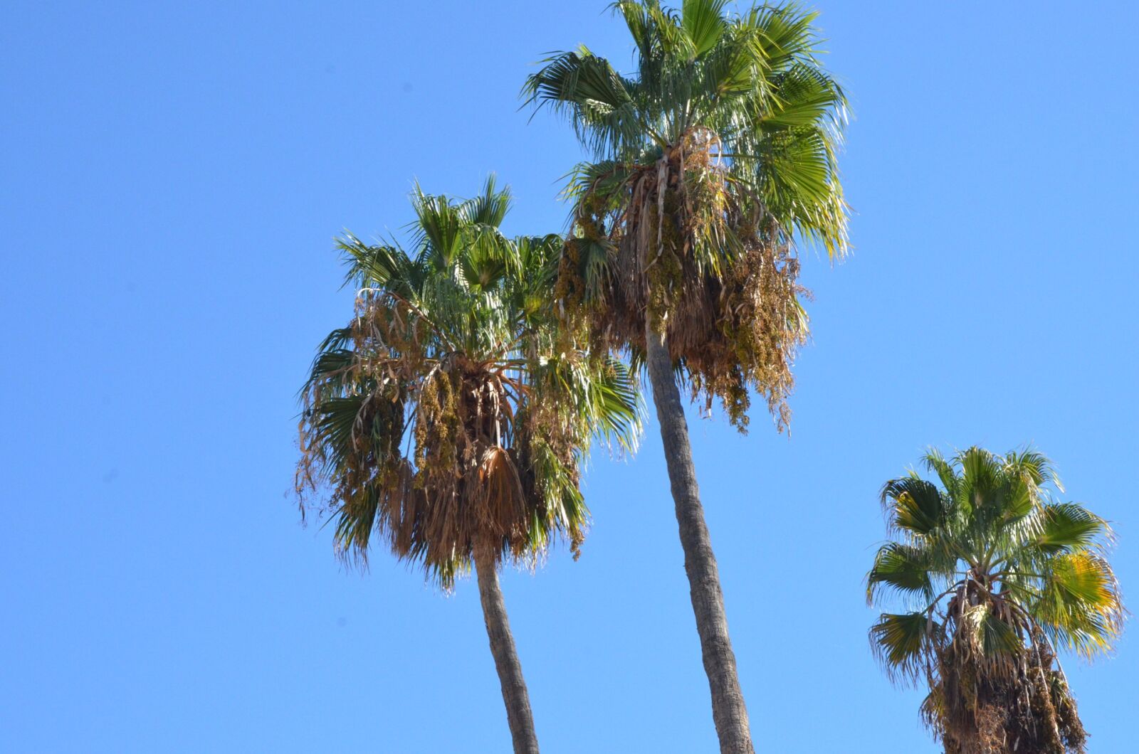 Nikon D7000 sample photo. Palm tree, sky, palm photography