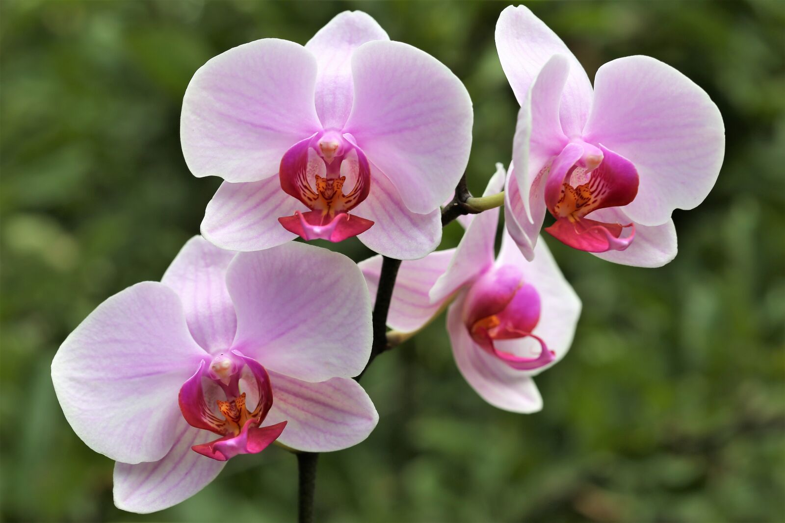 Canon EOS 6D + Canon EF 100mm F2.8 Macro USM sample photo. Orchid, orchidaceae, phalenopsis photography