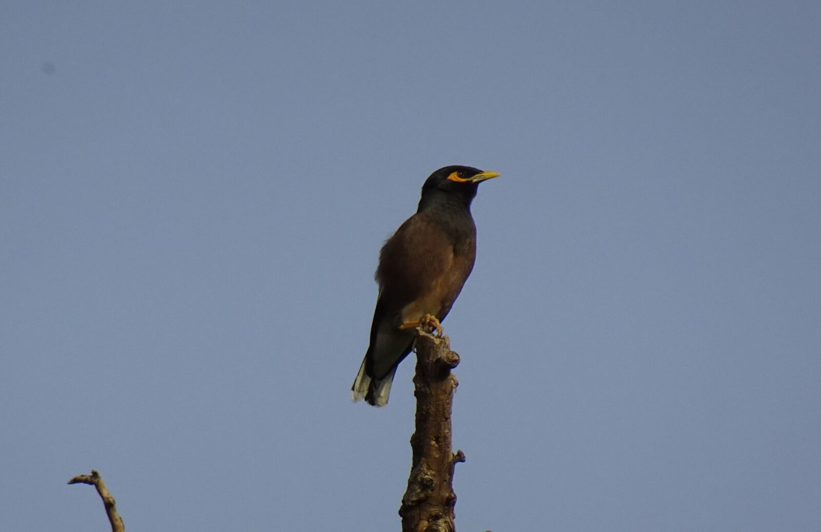 Sony DSC-WX800 sample photo. Common myna, indian myna photography