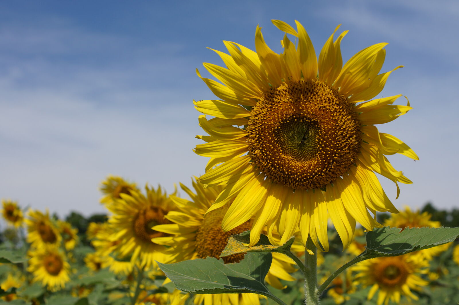 Sony Alpha NEX-7 sample photo. Sunflower, sunflower, field photography