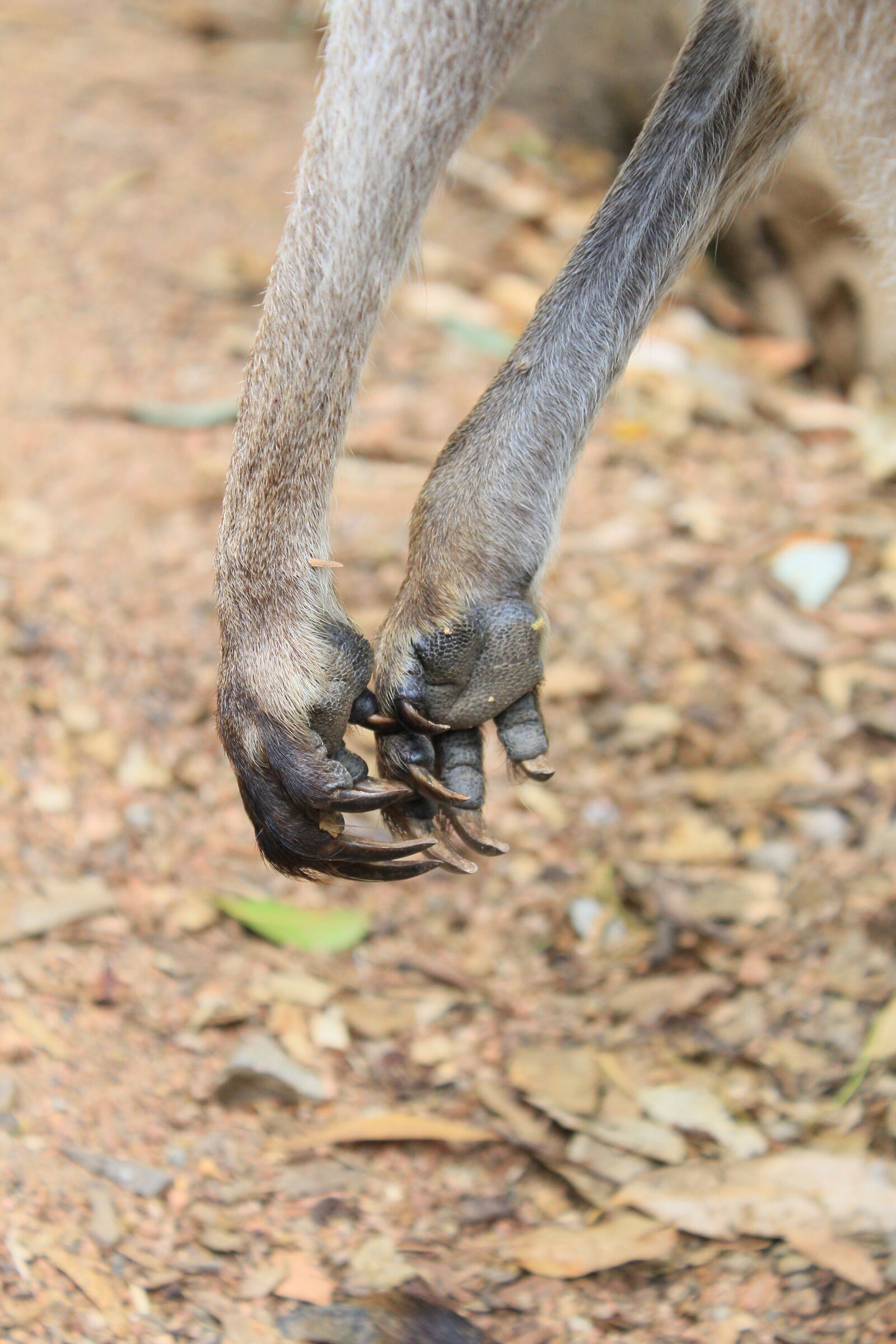 Canon EOS 1200D (EOS Rebel T5 / EOS Kiss X70 / EOS Hi) sample photo. Kangaroo, paws, claws photography