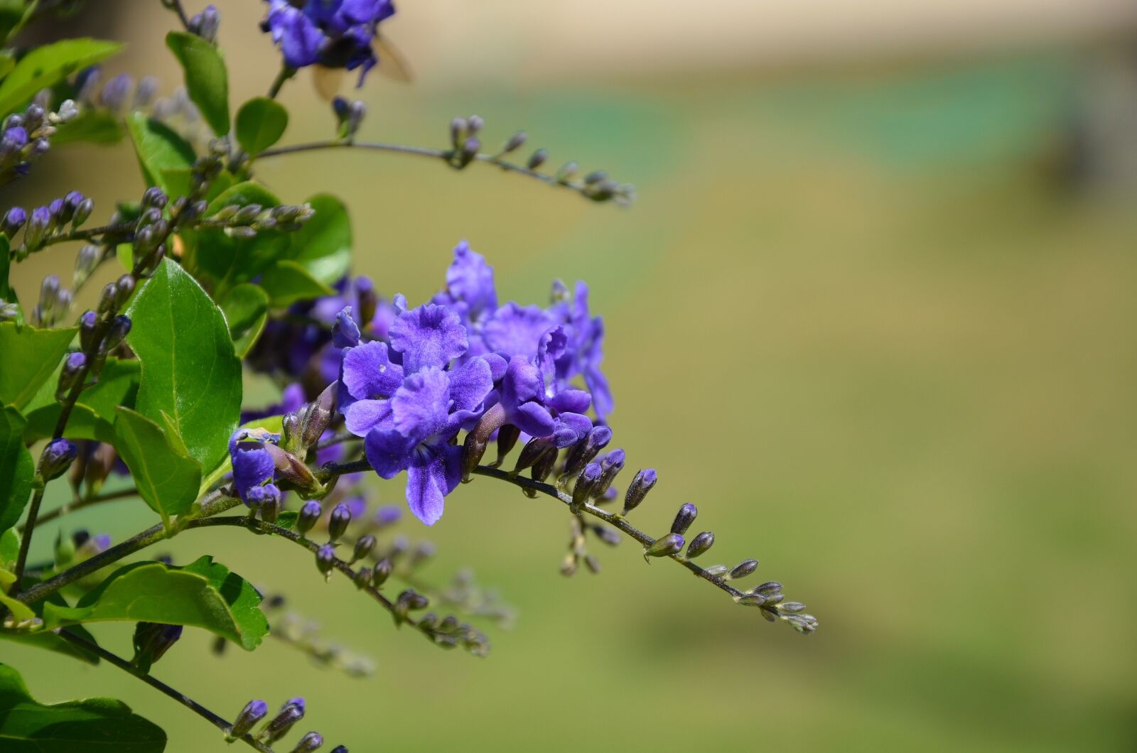 Nikon D7000 sample photo. Flower, spring, summer photography