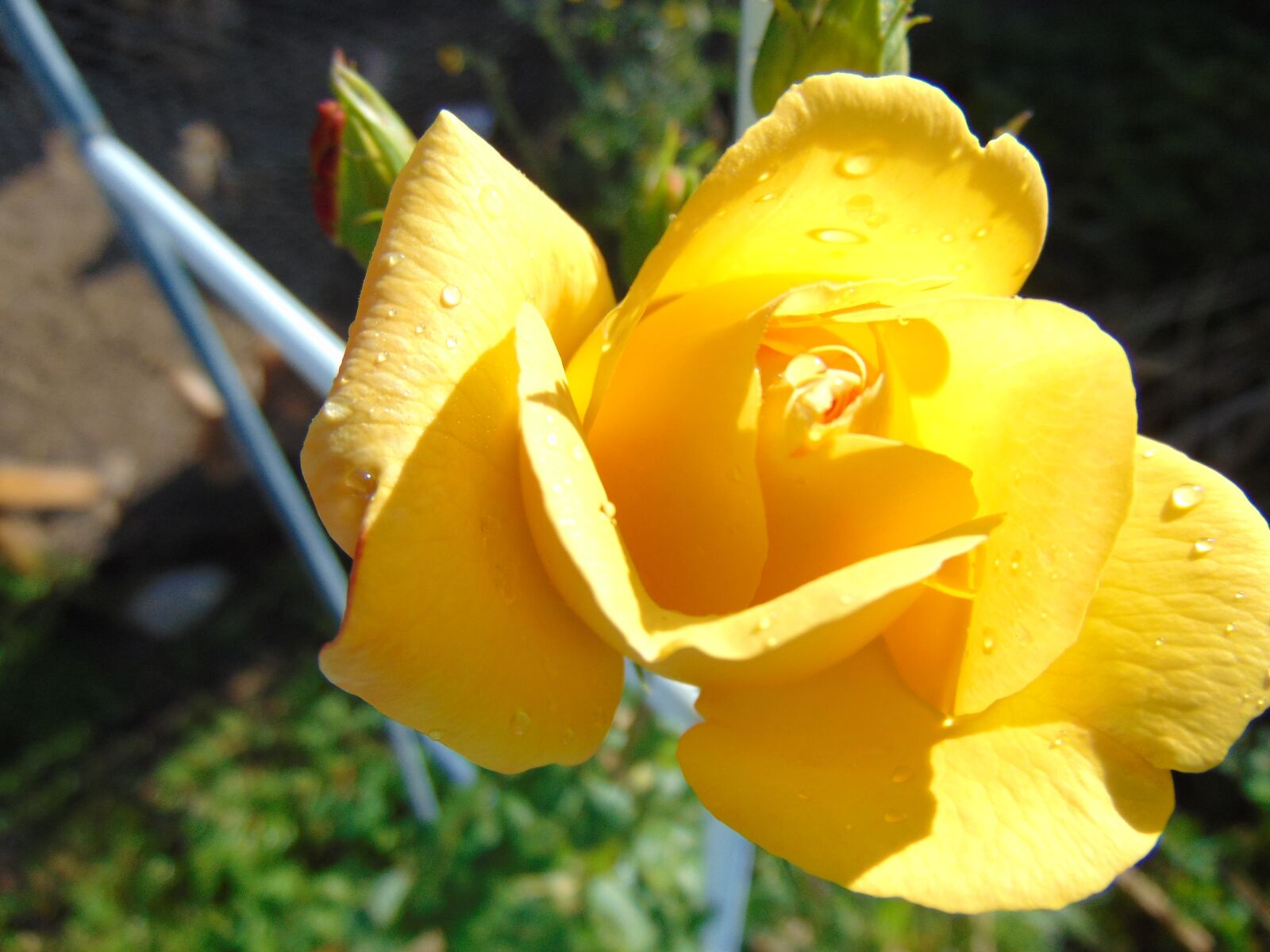 Sony Cyber-shot DSC-H300 sample photo. Flower, rose, love photography