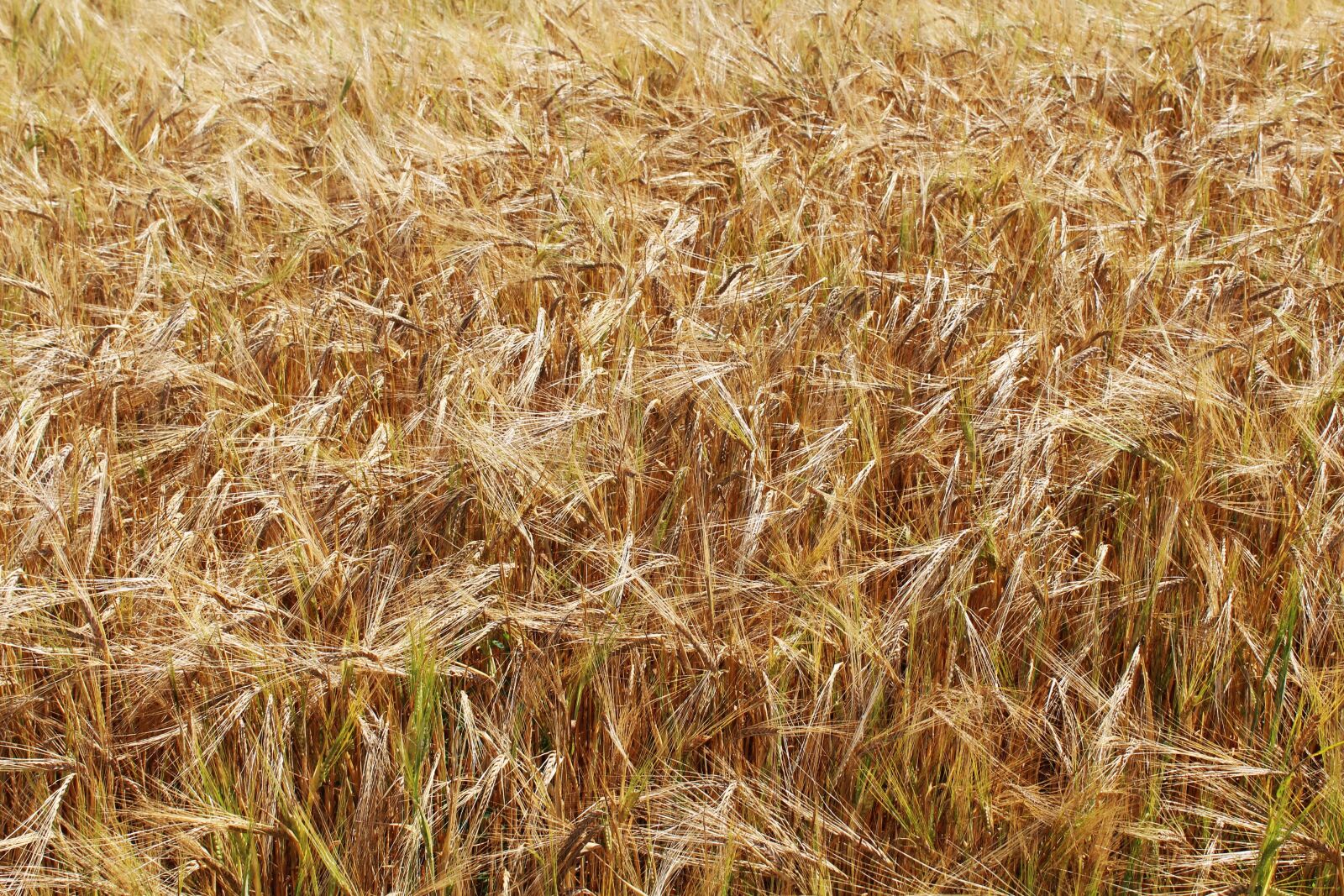 Canon EOS 1200D (EOS Rebel T5 / EOS Kiss X70 / EOS Hi) sample photo. Wheat, wheat fields, yellow photography