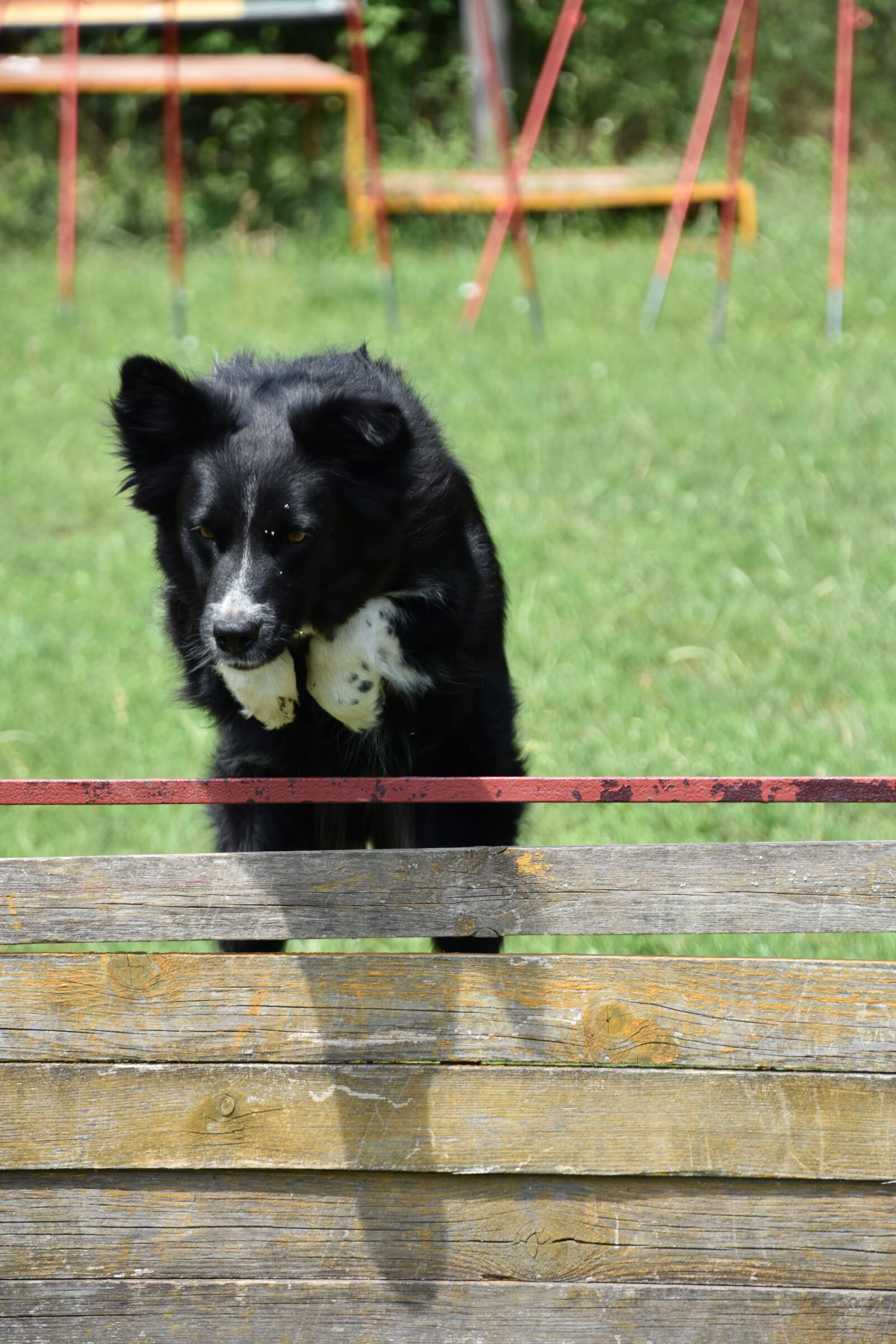 Nikon D7200 sample photo. Dog, training, kaja photography