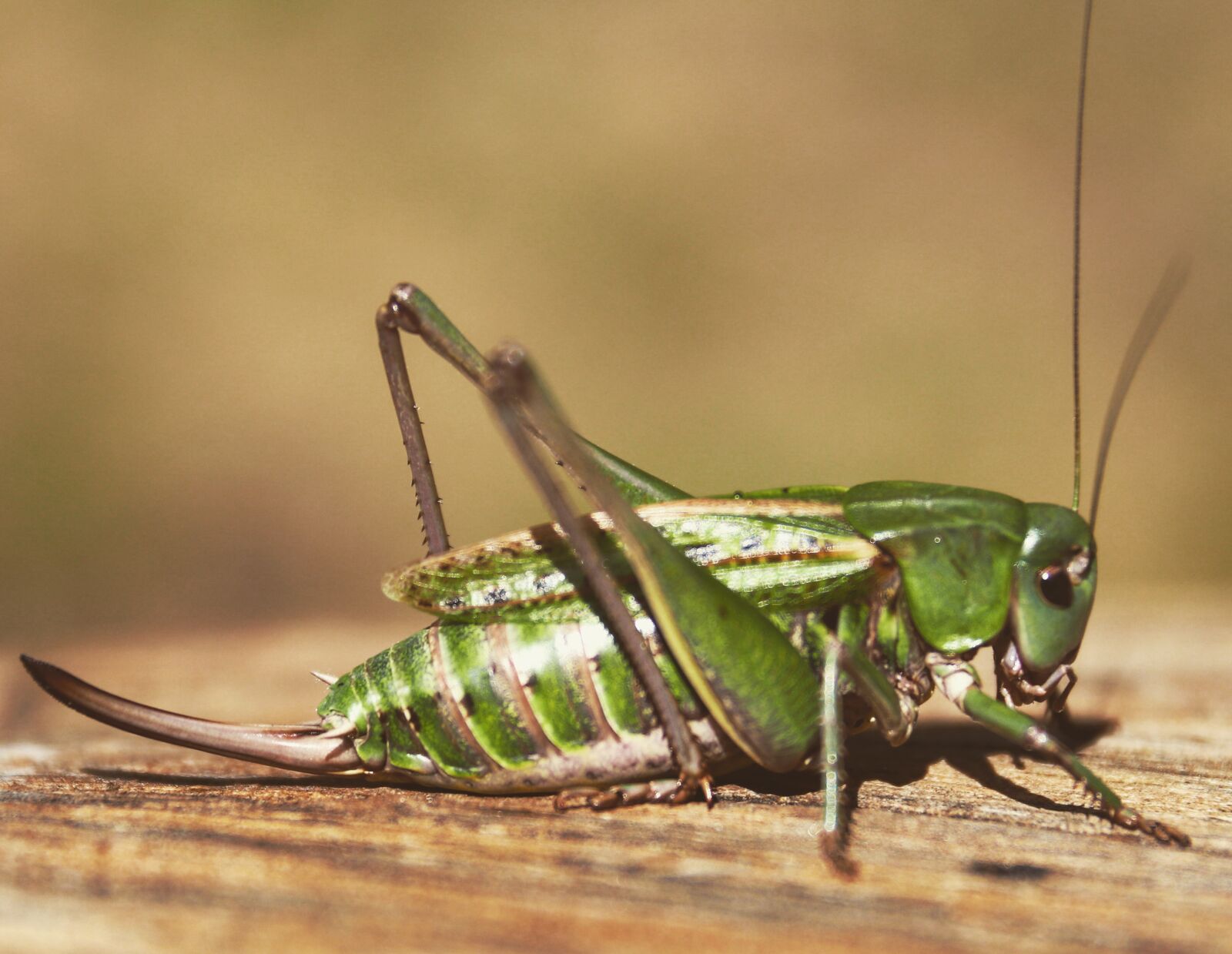 Canon EOS 77D (EOS 9000D / EOS 770D) sample photo. Nature, insects, summer photography