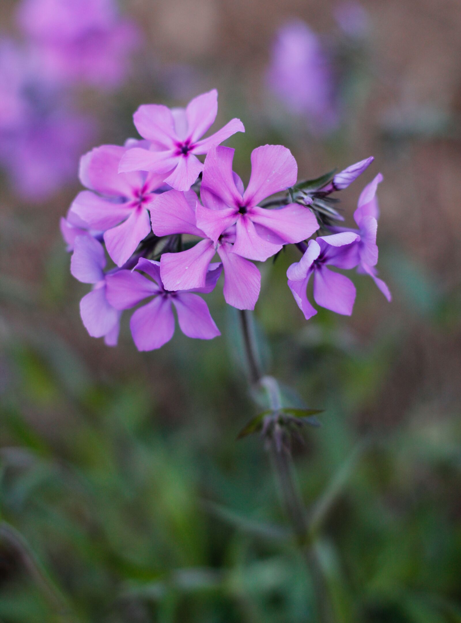 Canon EOS 60D + Canon EF 50mm F1.4 USM sample photo. Flower, spring, purple photography