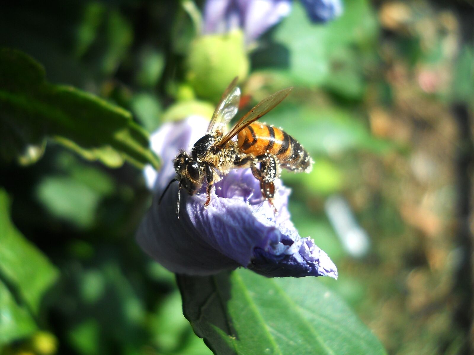 Nikon Coolpix L21 sample photo. Bee, pollen, insecta photography