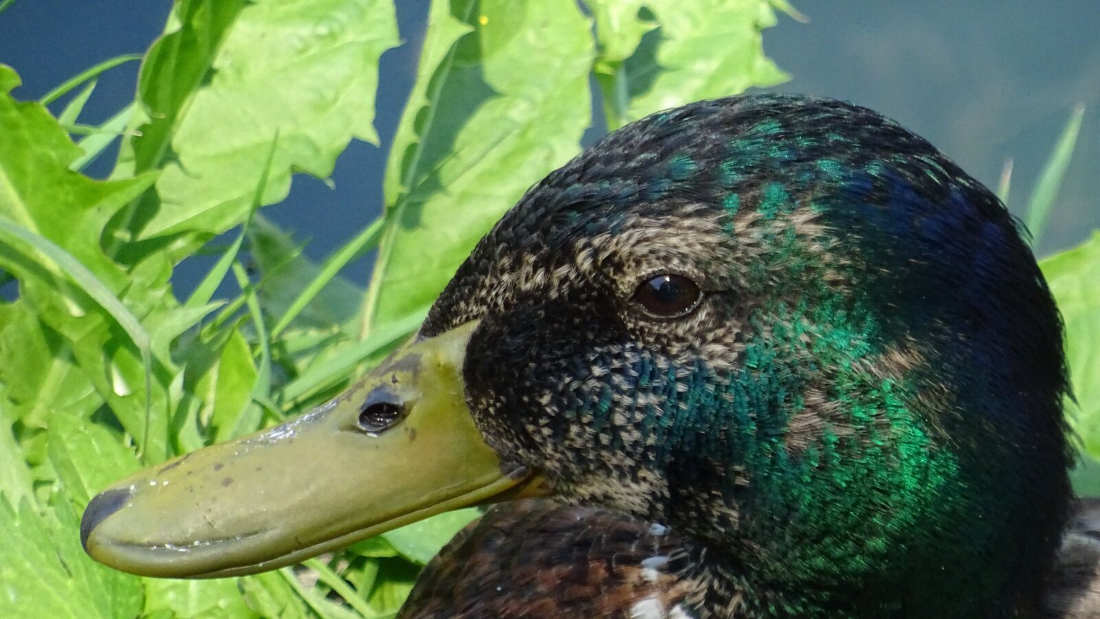 Sony DSC-HX60 sample photo. Nature, fauna, duck photography