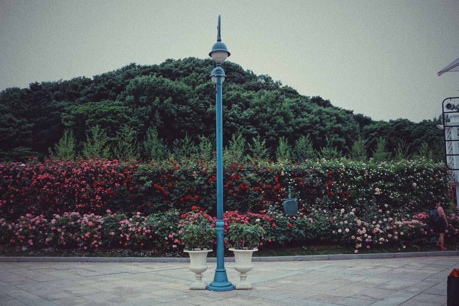 Canon EOS 750D (EOS Rebel T6i / EOS Kiss X8i) sample photo. Green, pink, trees photography