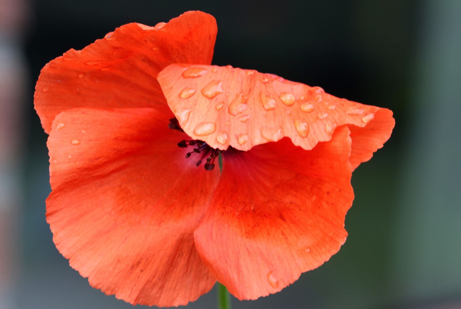 Canon EOS 650D (EOS Rebel T4i / EOS Kiss X6i) sample photo. Poppy, papaver rhoeas, klatschmohn photography