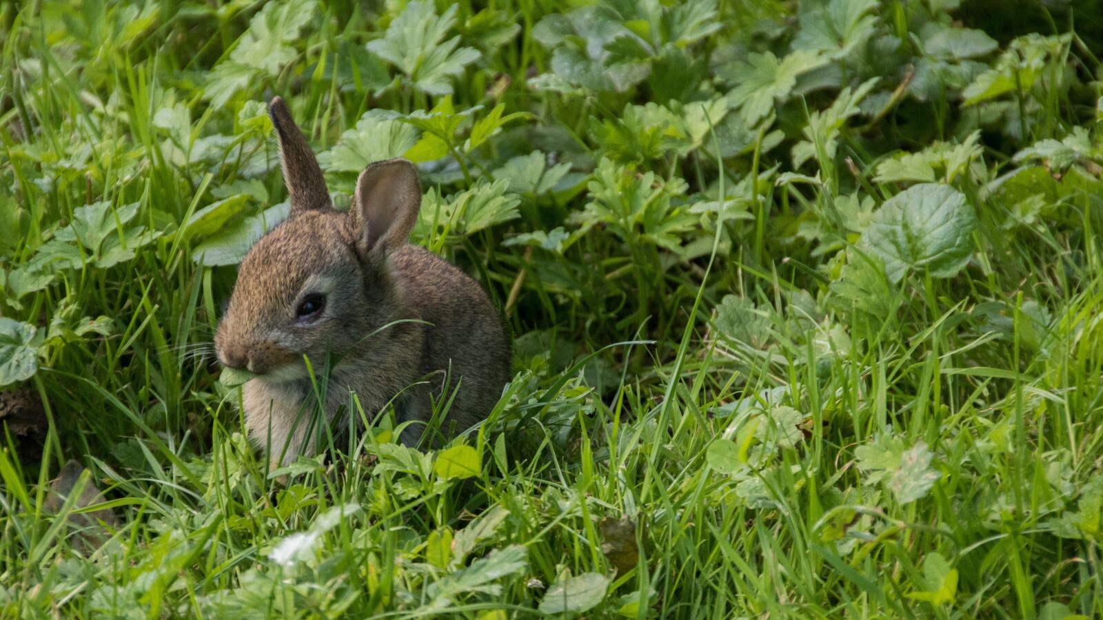 Canon EOS 750D (EOS Rebel T6i / EOS Kiss X8i) sample photo. Rabbit, meadow, park photography