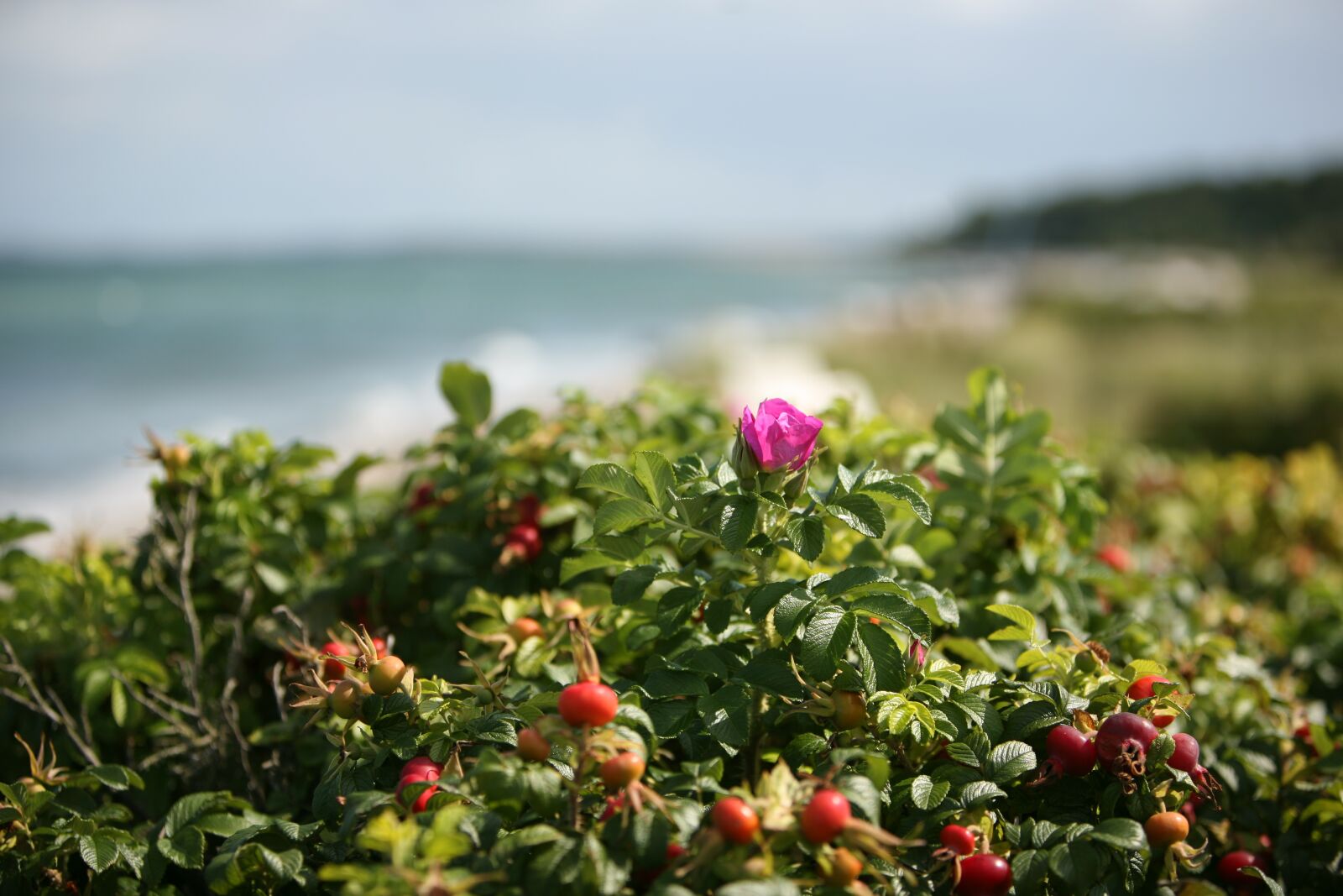 Canon EOS 5D sample photo. Blossom, bloom, rose hip photography