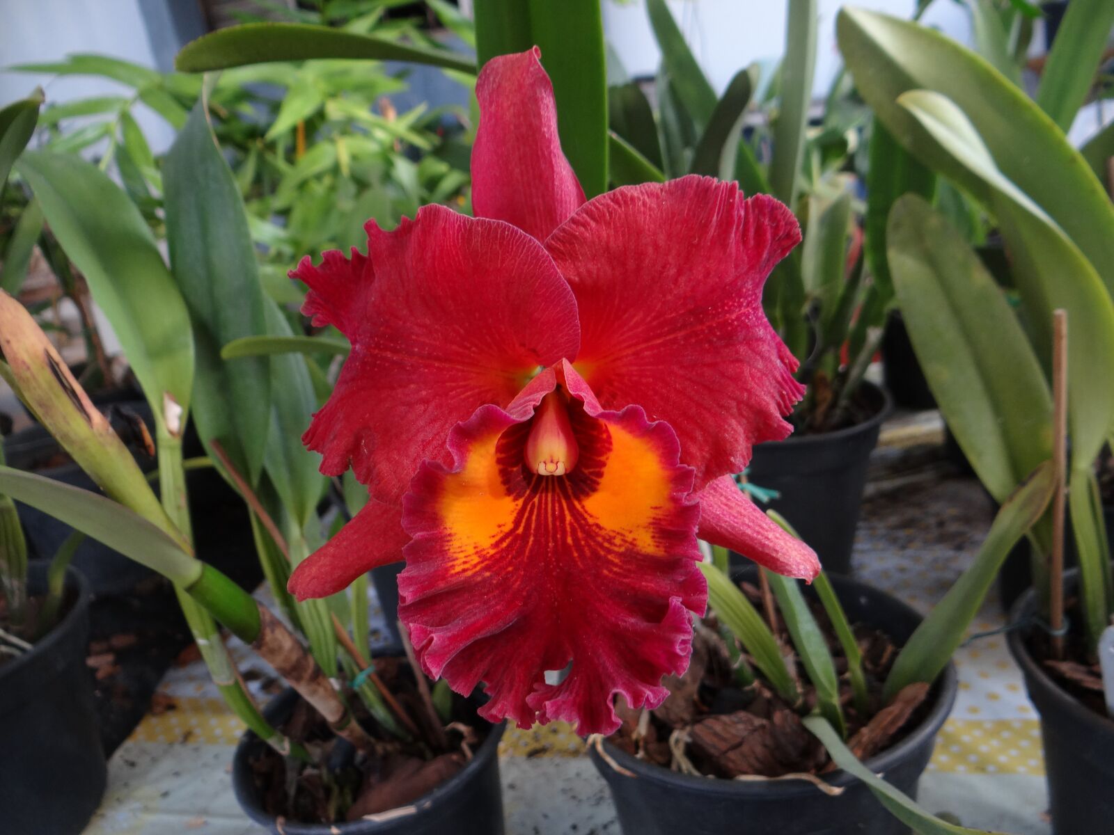 Sony DSC-HX200V sample photo. Orchid, nature, flower photography