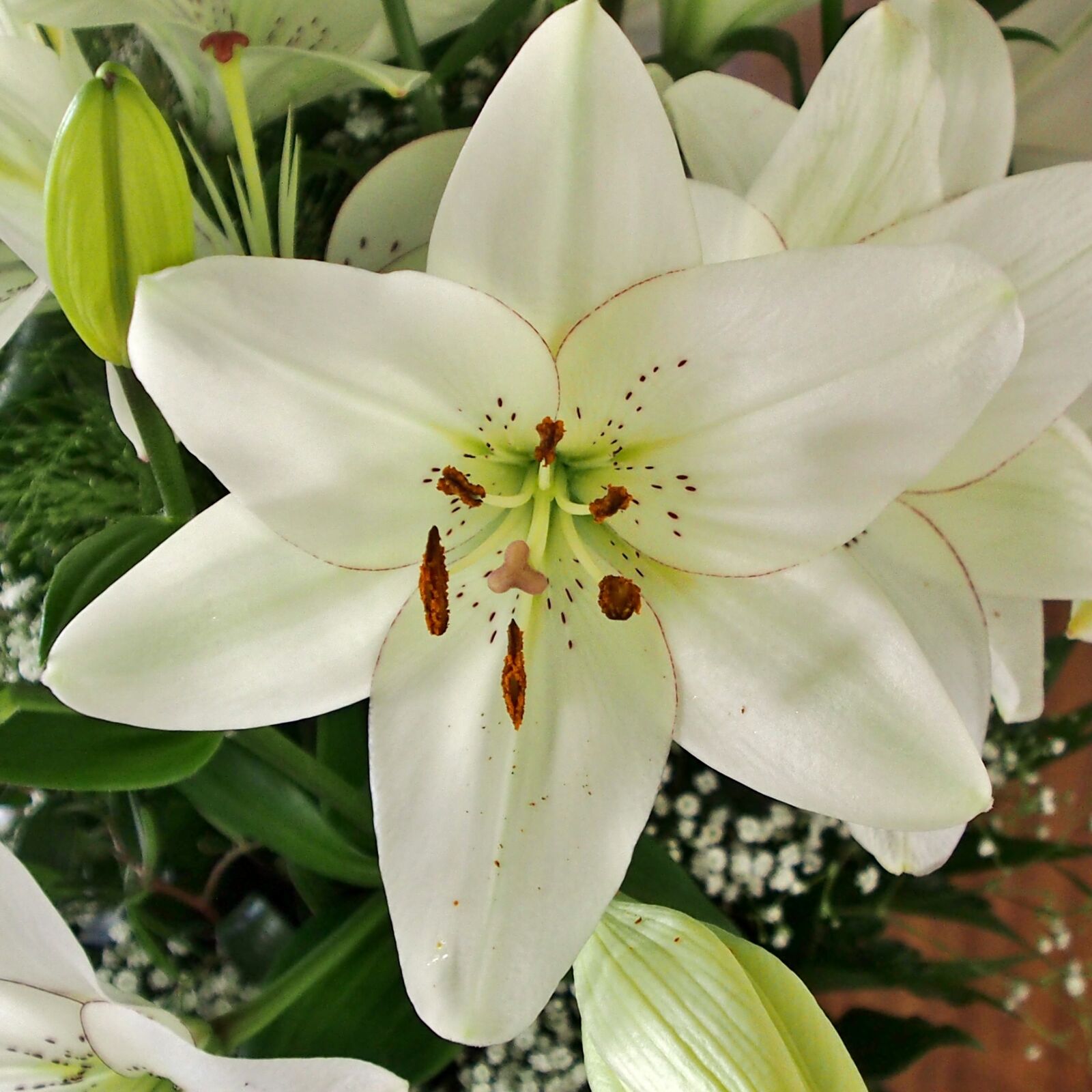 Olympus OM-D E-M5 sample photo. Flower, nature, lily photography