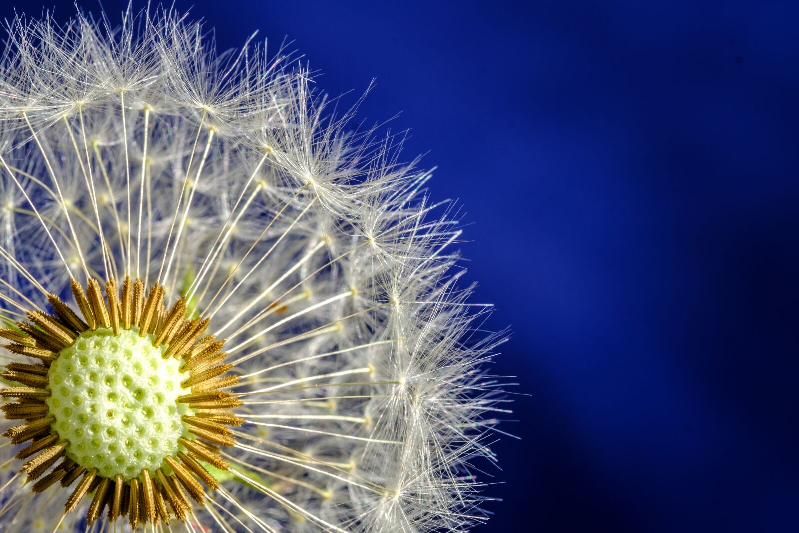 Fujifilm X-T2 + Fujifilm XF 80mm F2.8 R LM OIS WR Macro sample photo. Dandelion, blossom, bloom photography