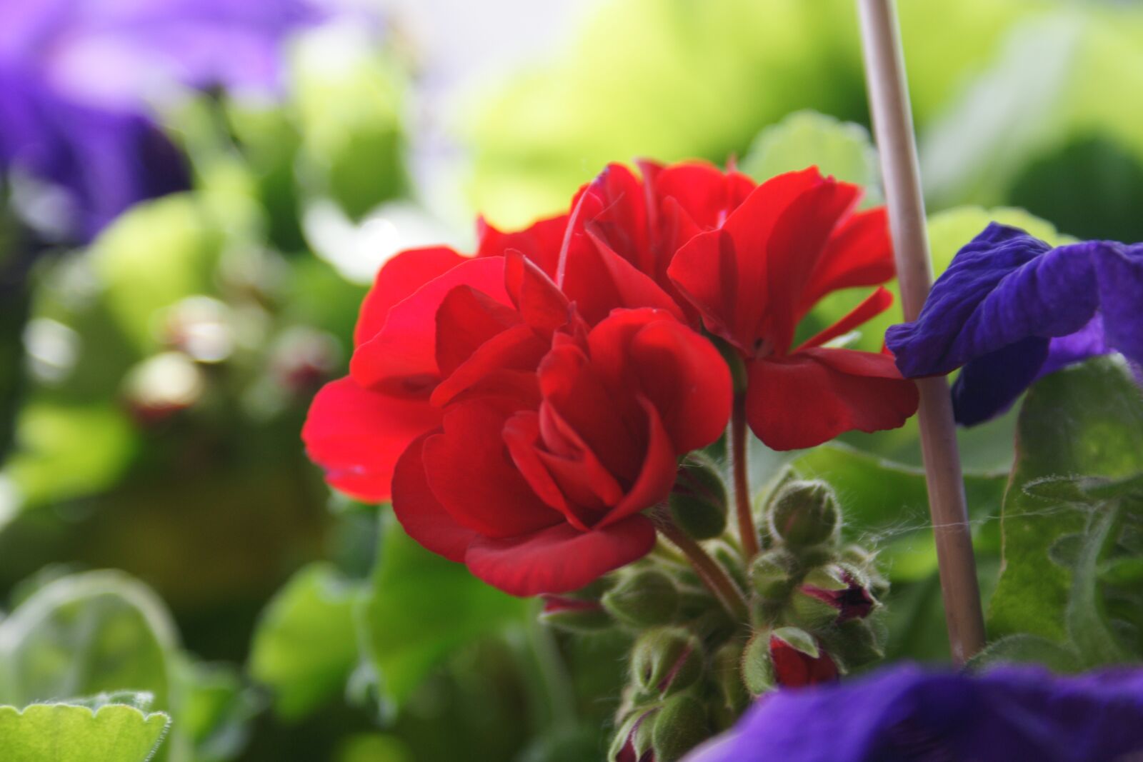 Sony Alpha DSLR-A700 sample photo. Flower, red, blossom photography