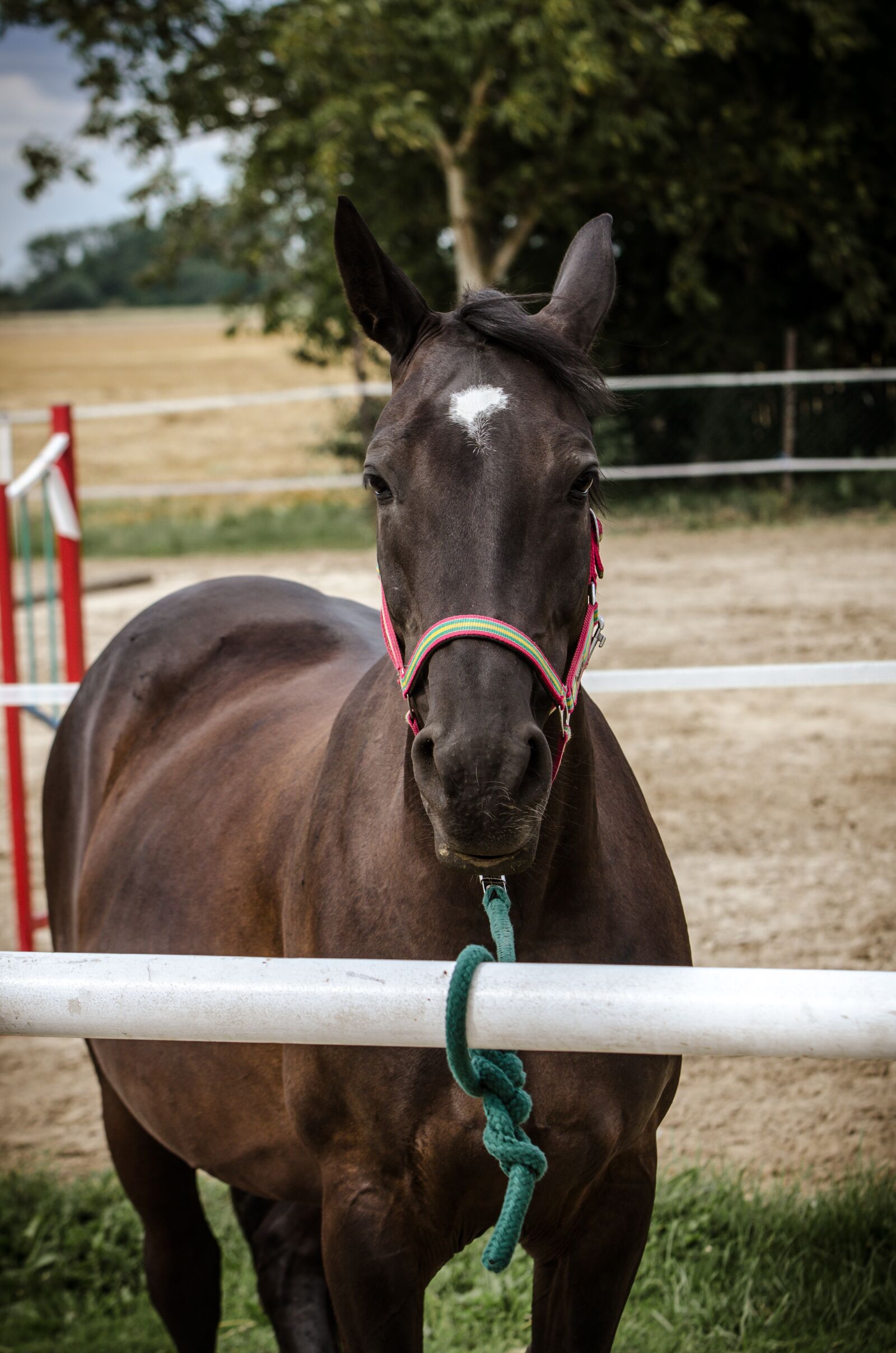 Nikon D7000 sample photo. The horse, mare, horse photography