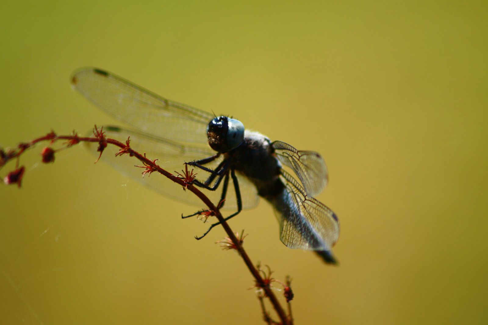 Canon EOS 450D (EOS Rebel XSi / EOS Kiss X2) sample photo. Dragonfly, insect, nature photography