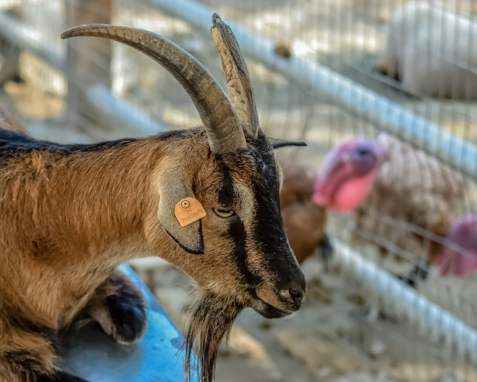 Nikon D3300 sample photo. Wild goat, animal, horns photography