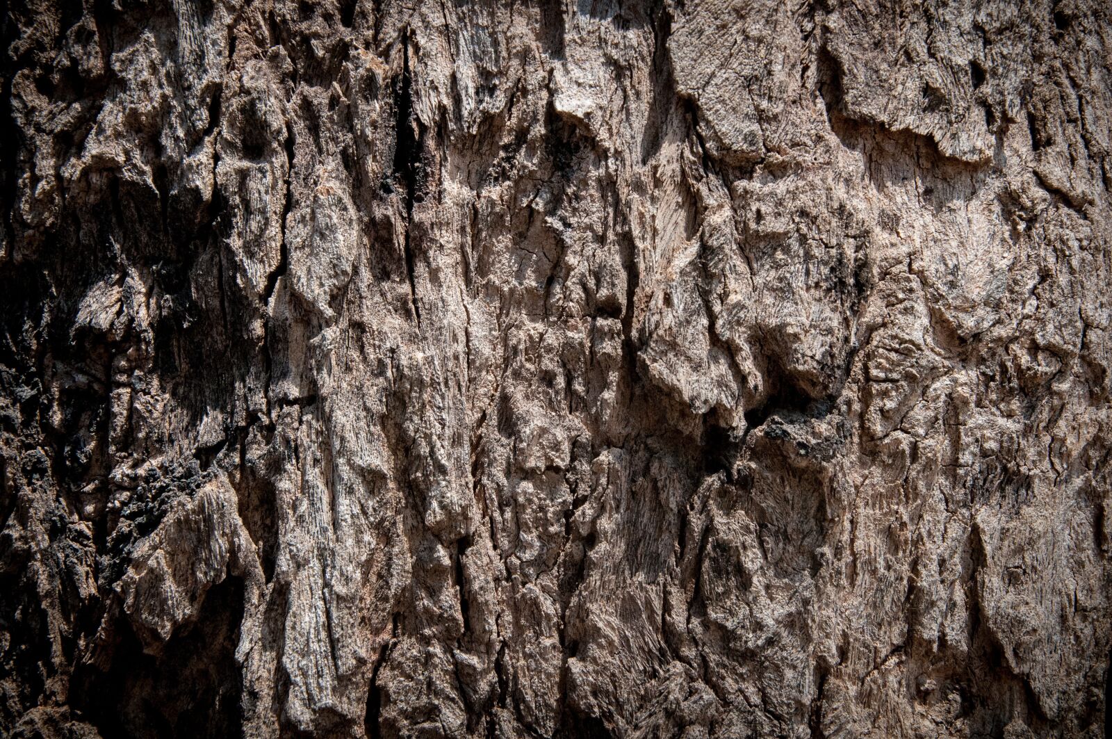 Nikon D90 sample photo. Surface, wood photography