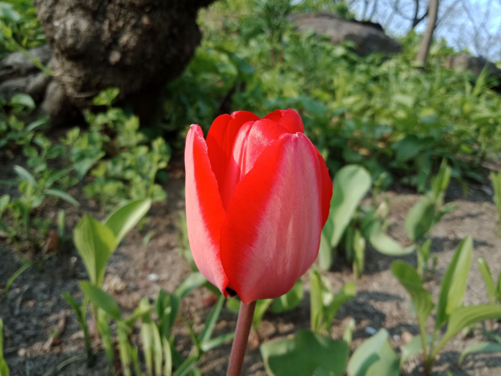 OPPO A83(2018) sample photo. Red, tulip, flowers photography