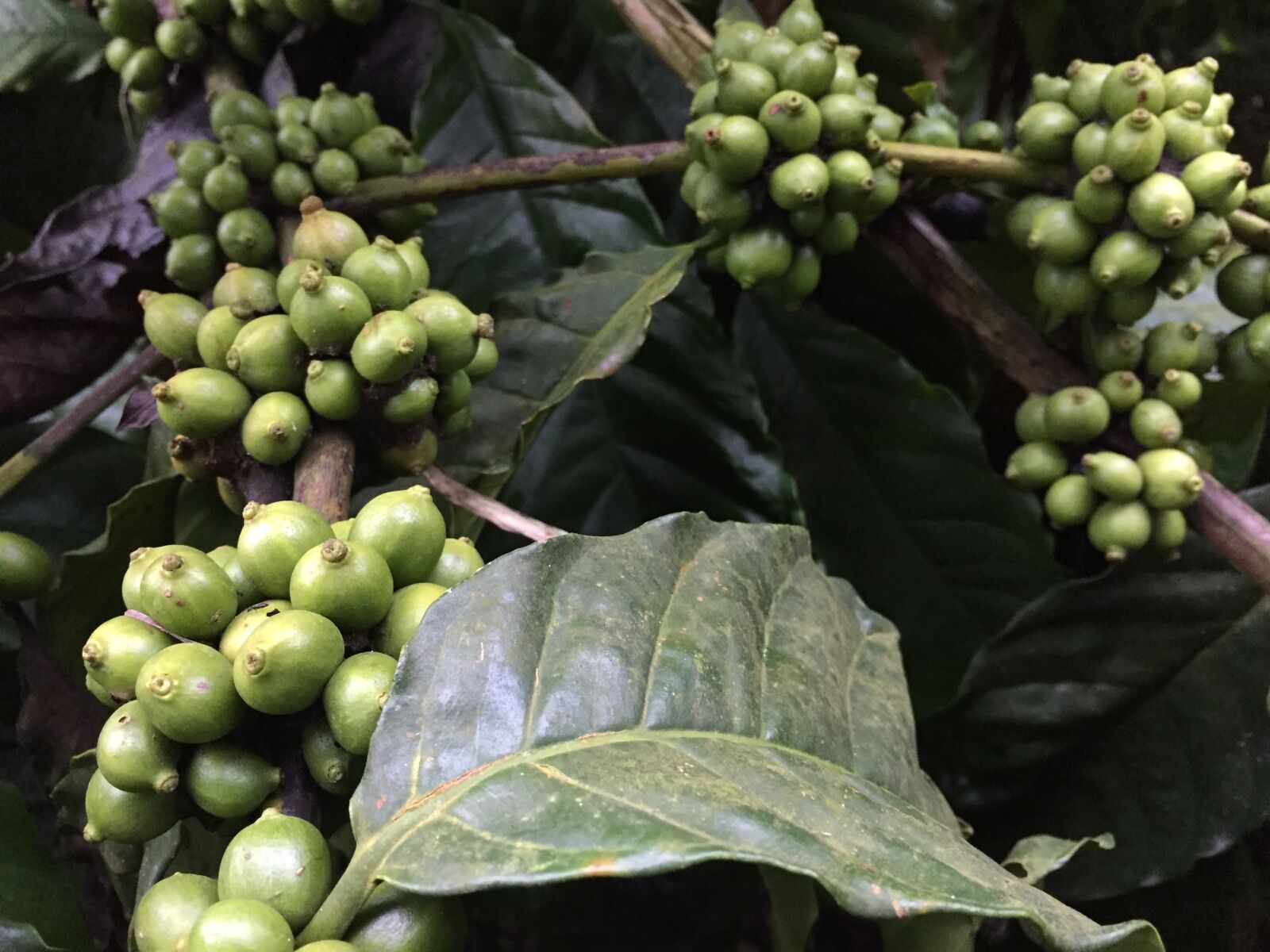Apple iPhone 6 sample photo. Coffee beans, plant, coffee photography
