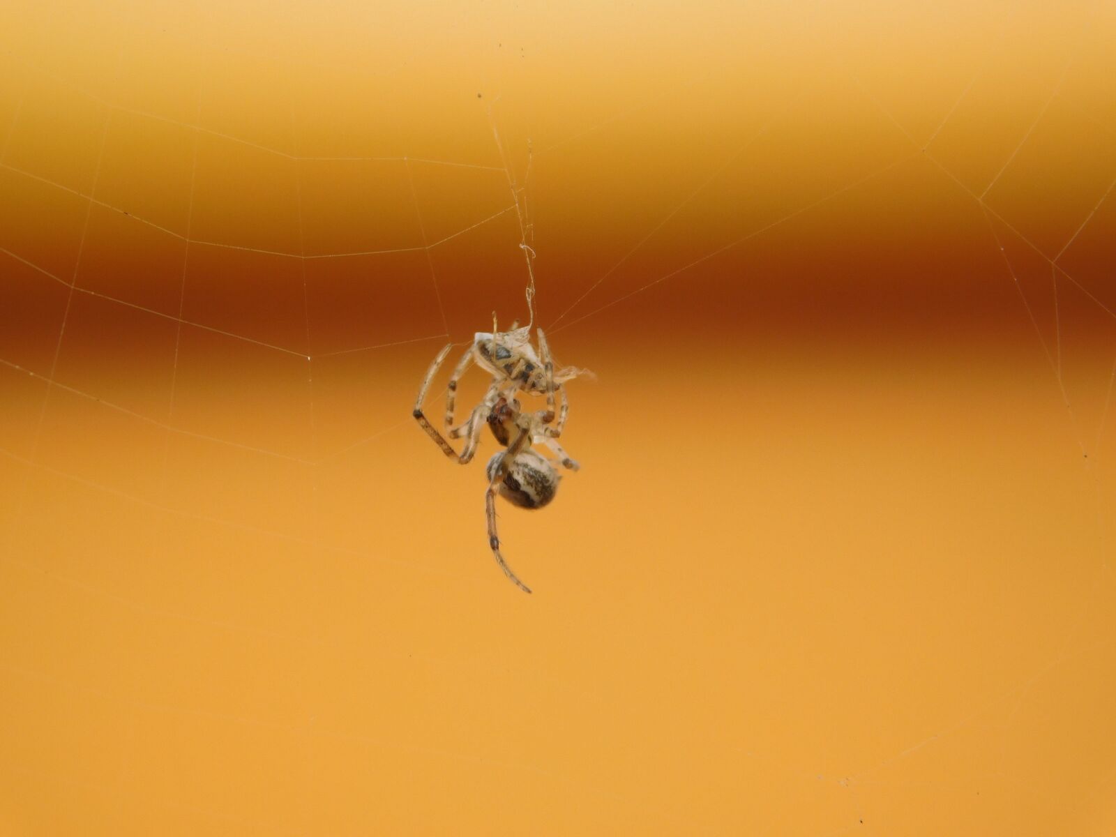 Nikon Coolpix L840 sample photo. Spider, web, fly photography