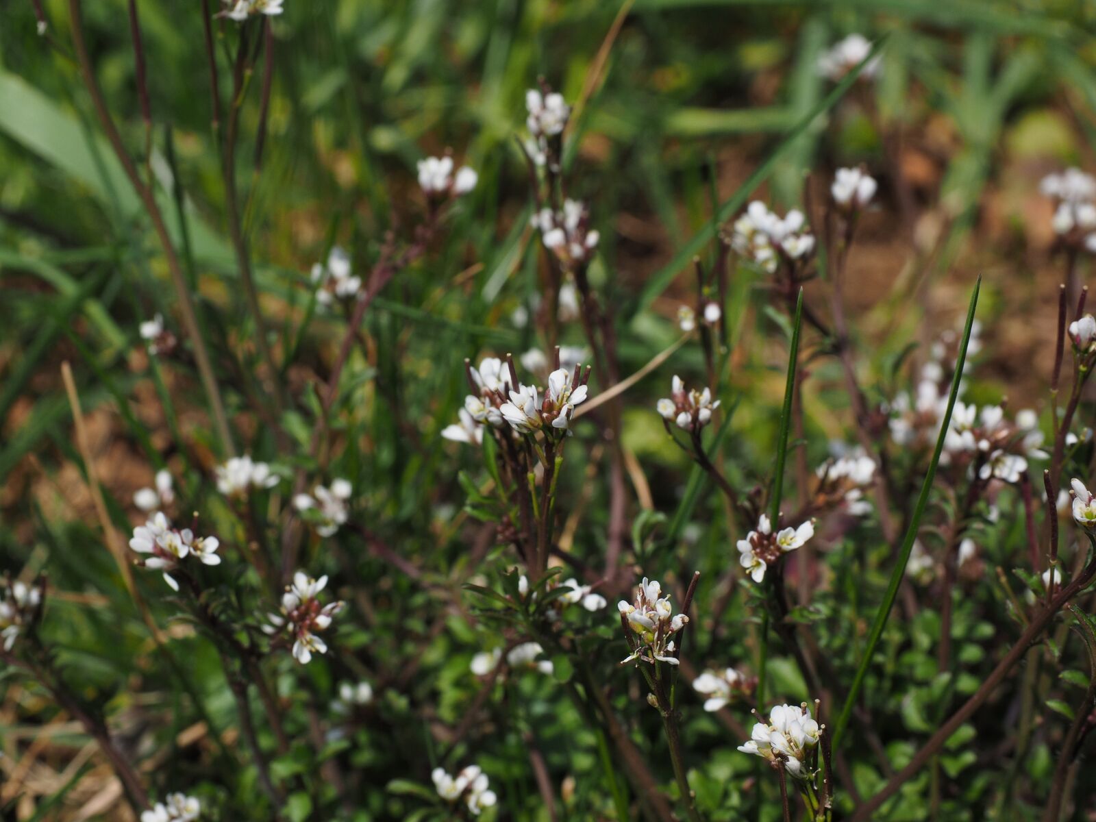 Olympus OM-D E-M1 + Olympus M.Zuiko Digital ED 12-40mm F2.8 Pro sample photo. Cardamine, white, oblong photography