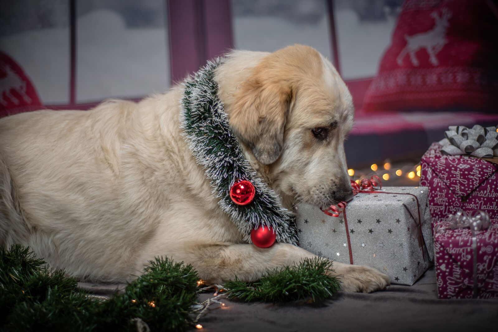 Nikon D750 sample photo. Dog, christmas, gifts photography