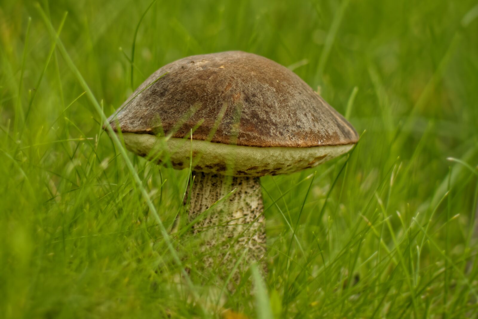 Canon EOS 500D (EOS Rebel T1i / EOS Kiss X3) sample photo. Nature, mushroom, rough boletus photography