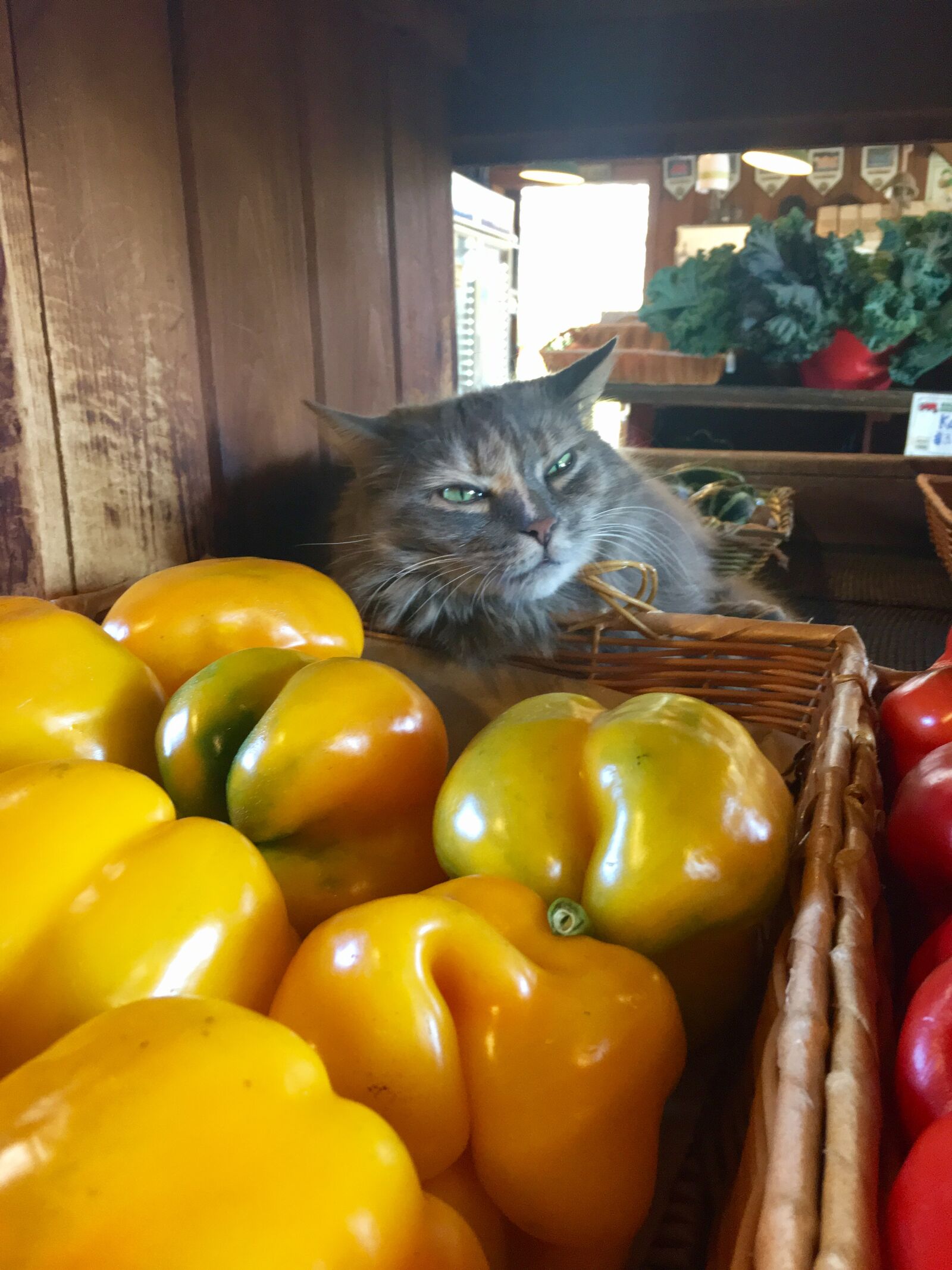 Apple iPhone 6s sample photo. Cat, cat, at, farm photography