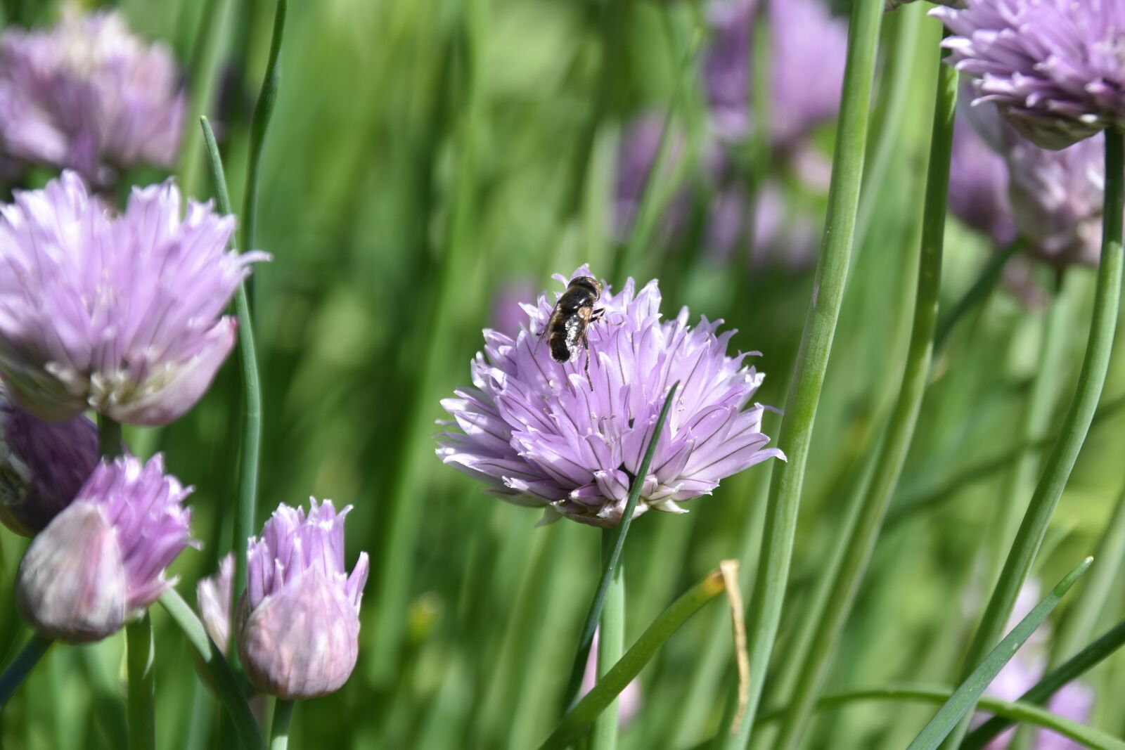 Nikon D5600 sample photo. Flower, chive flower, flower photography