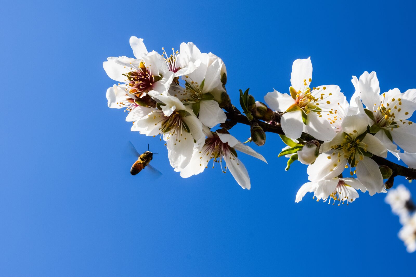 Nikon D3300 sample photo. Almond tree, flowers, bee photography