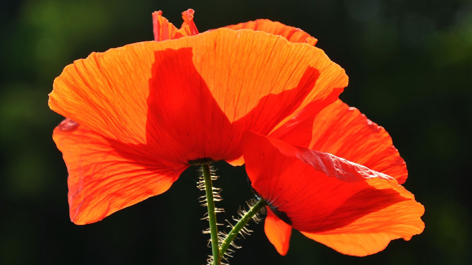 Nikon D90 sample photo. Spring, nature, poppy photography