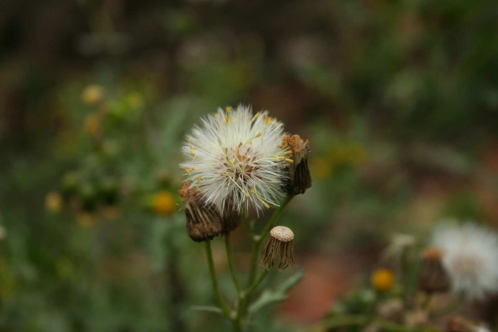 Canon EOS 350D (EOS Digital Rebel XT / EOS Kiss Digital N) sample photo. Papdie, green, nature photography