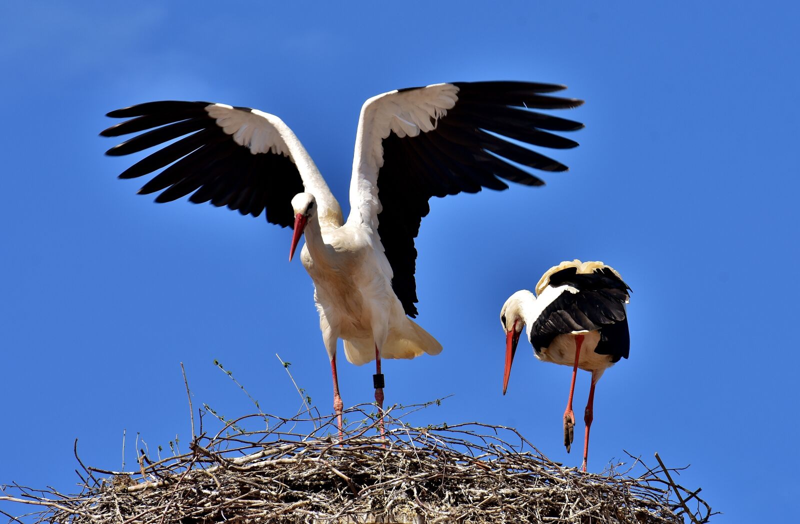 Nikon D7200 sample photo. Storks, pair, birds photography