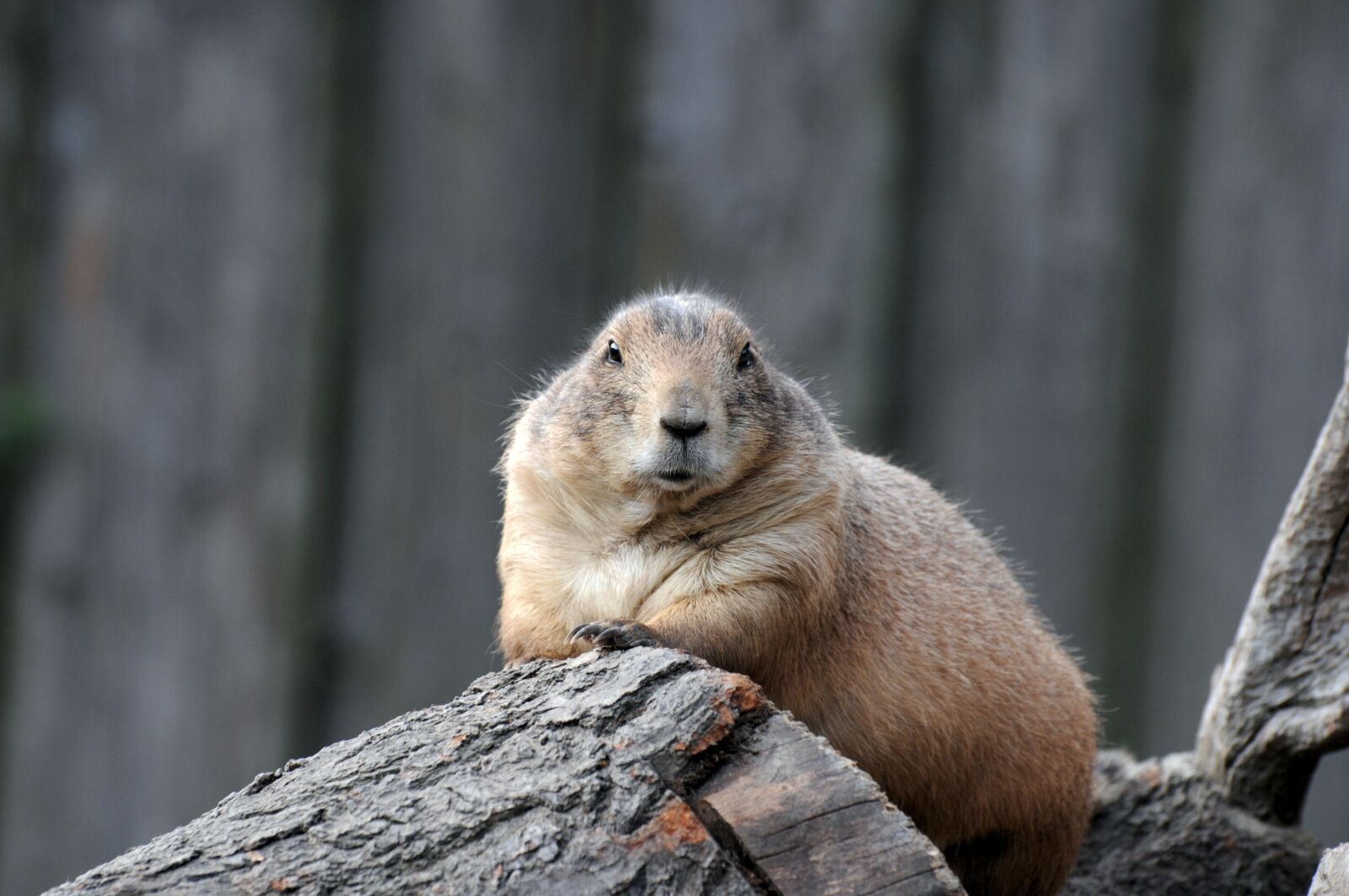 Nikon D300 sample photo. Prairie dog, animal, cute photography