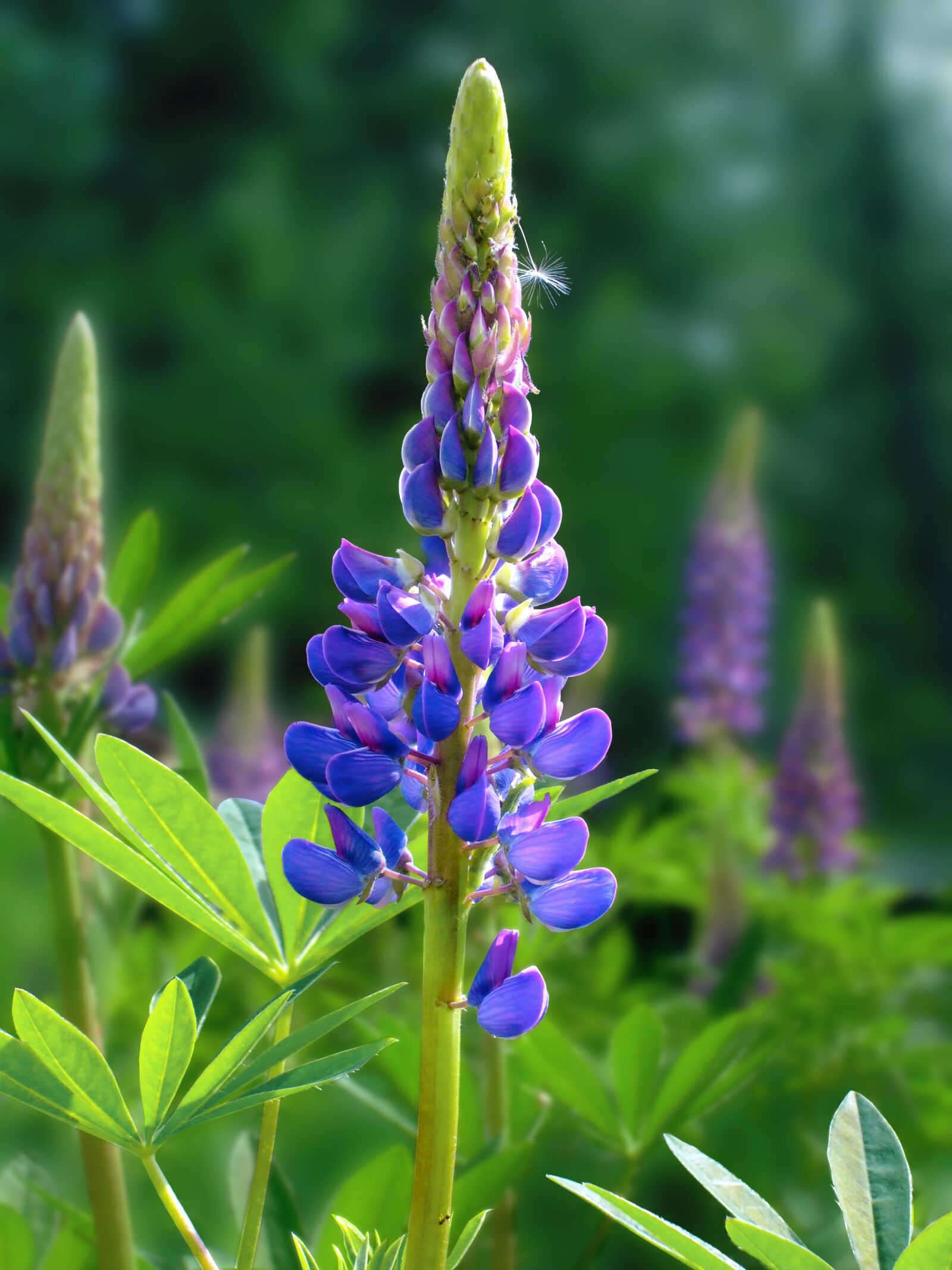 Fujifilm FinePix A805 sample photo. Lupins, summer, flower photography