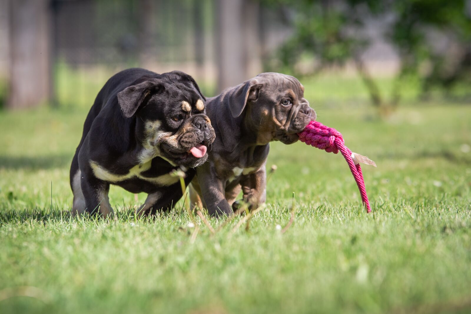 Nikon D7200 sample photo. Puppies, bulldog, dog photography