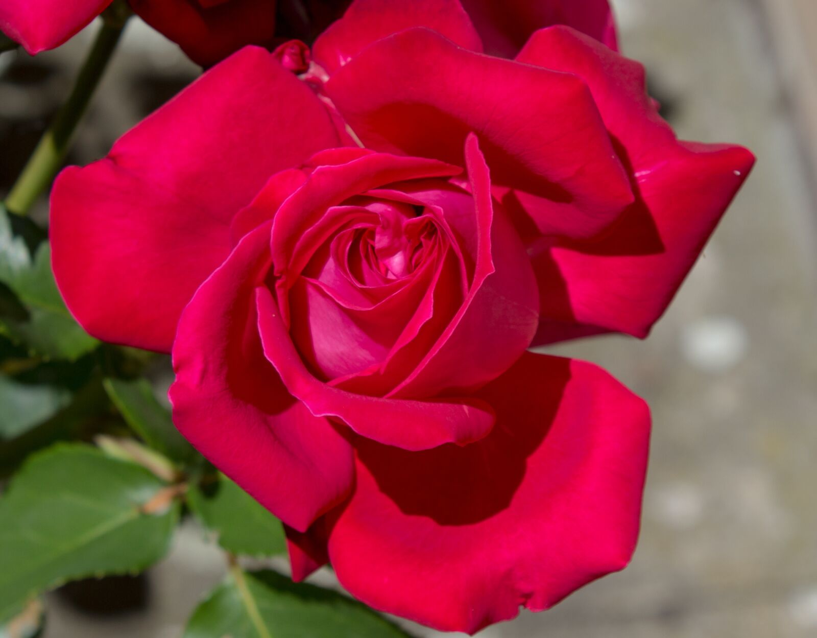 Canon EOS 600D (Rebel EOS T3i / EOS Kiss X5) sample photo. Flower, red photography