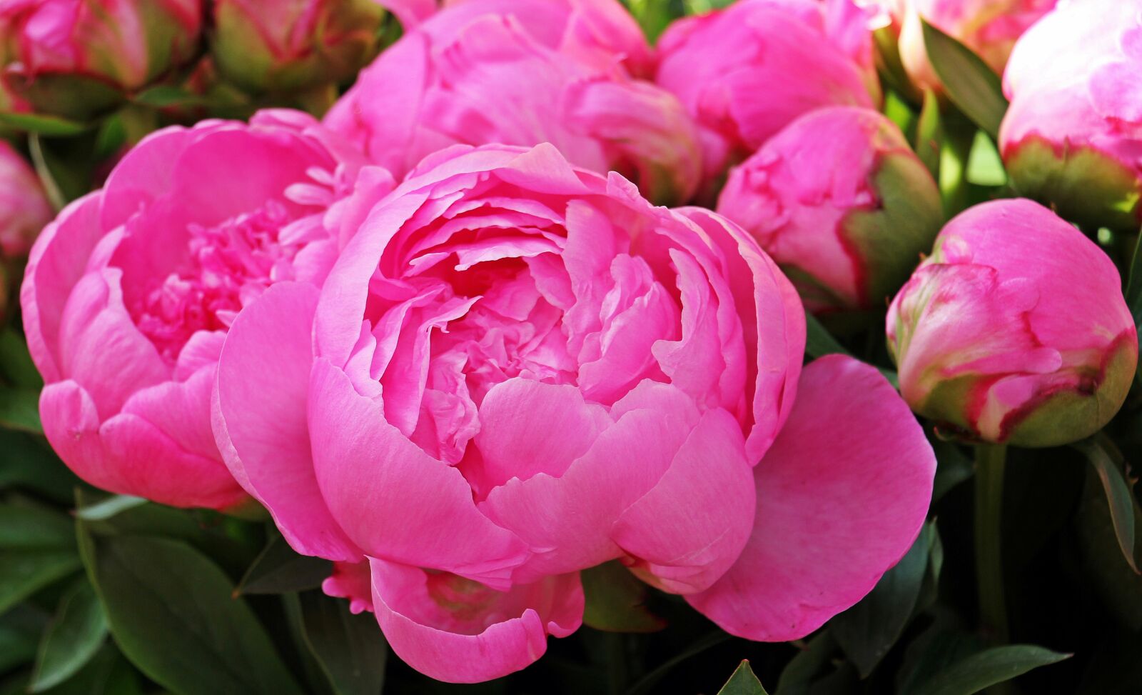Canon EOS 550D (EOS Rebel T2i / EOS Kiss X4) sample photo. Peony, flowers, plant photography