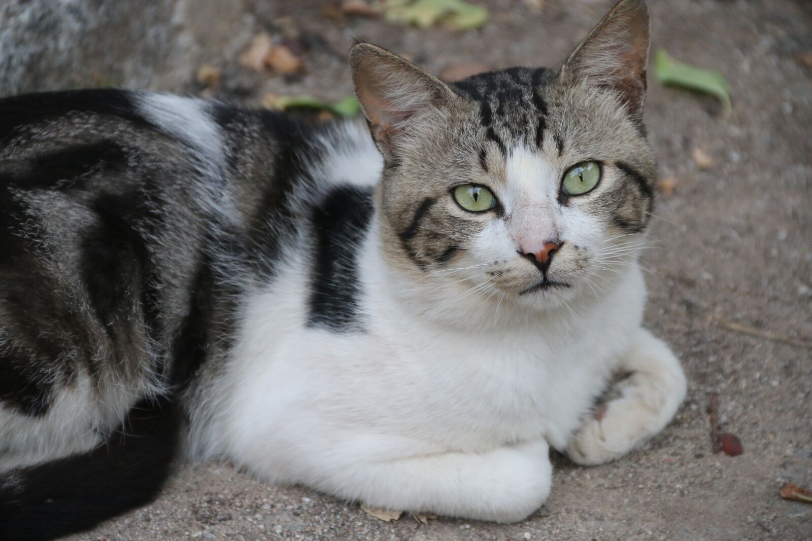 Canon EF-S 18-135mm F3.5-5.6 IS sample photo. Cat, animal, animal portrait photography