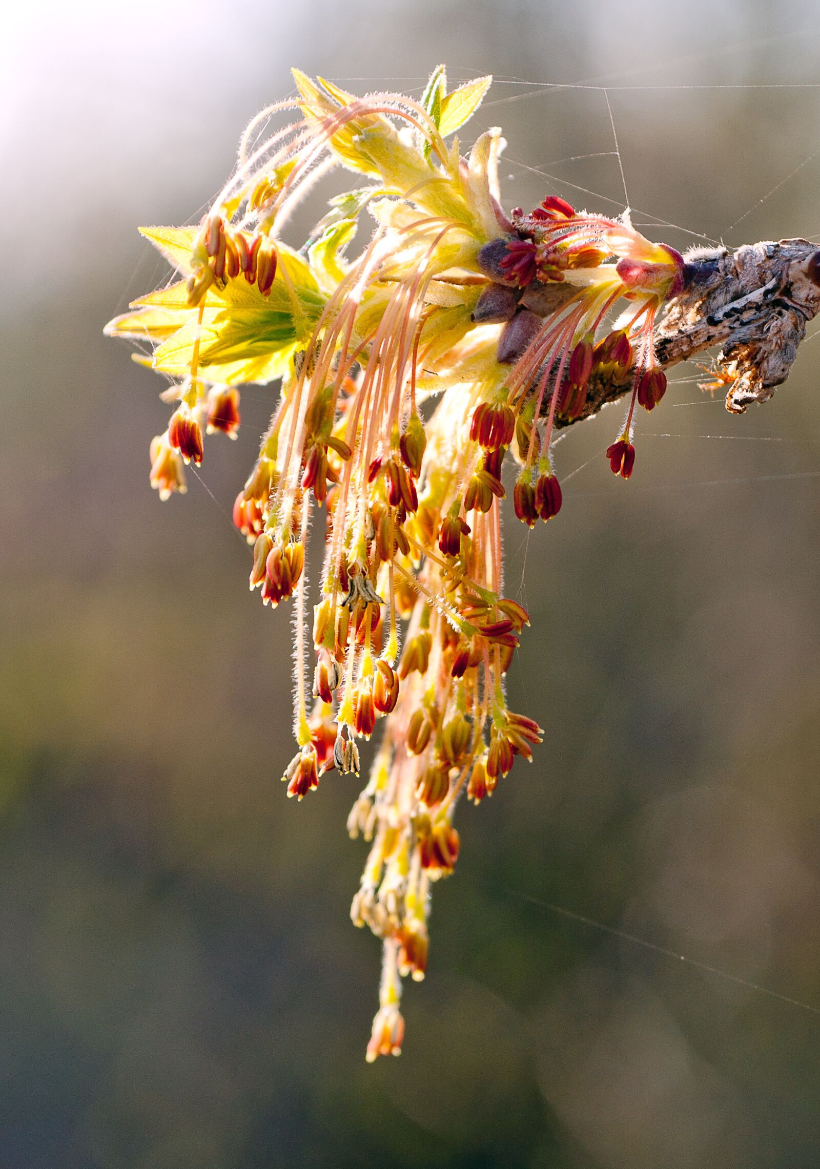 Sony Alpha DSLR-A700 sample photo. Nature, spring, flower photography