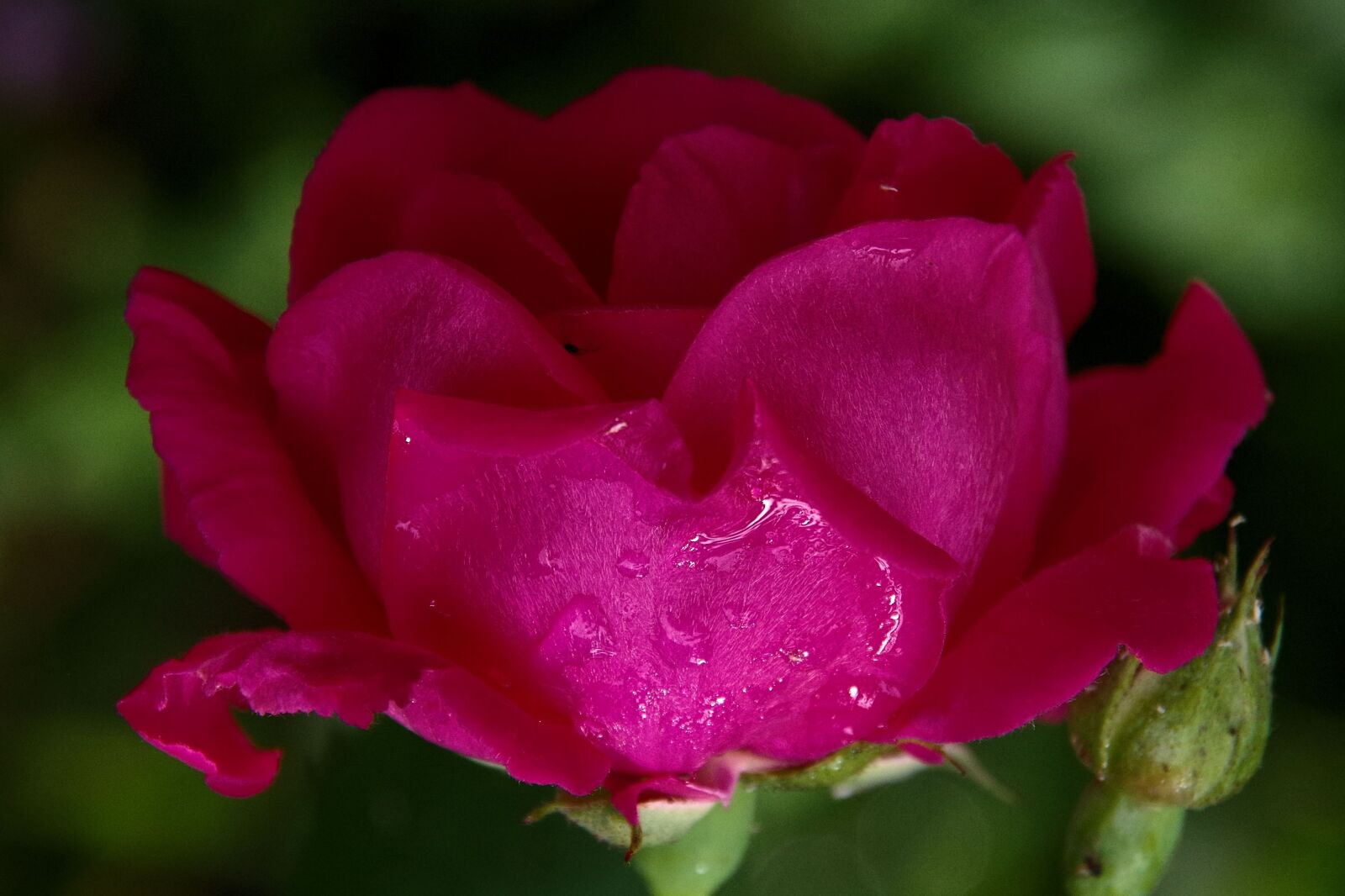 Pentax K-50 sample photo. Rose, blossom, bloom photography