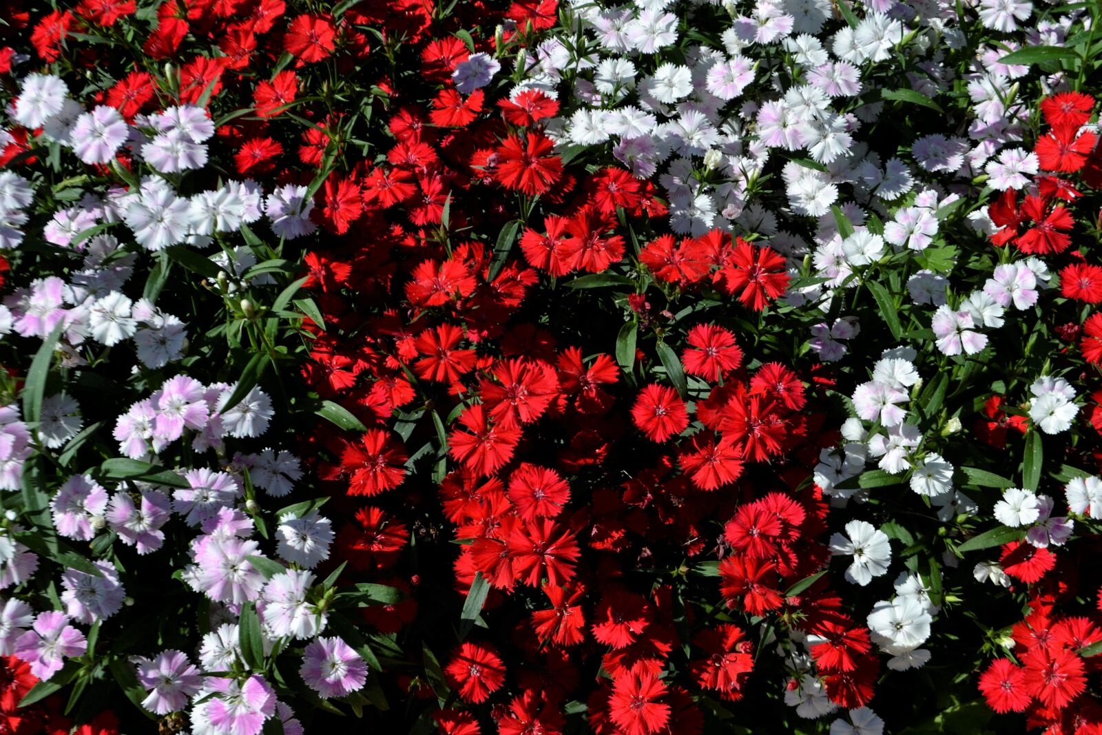 Nikon D3100 sample photo. Flowerbed, flowers, summer photography