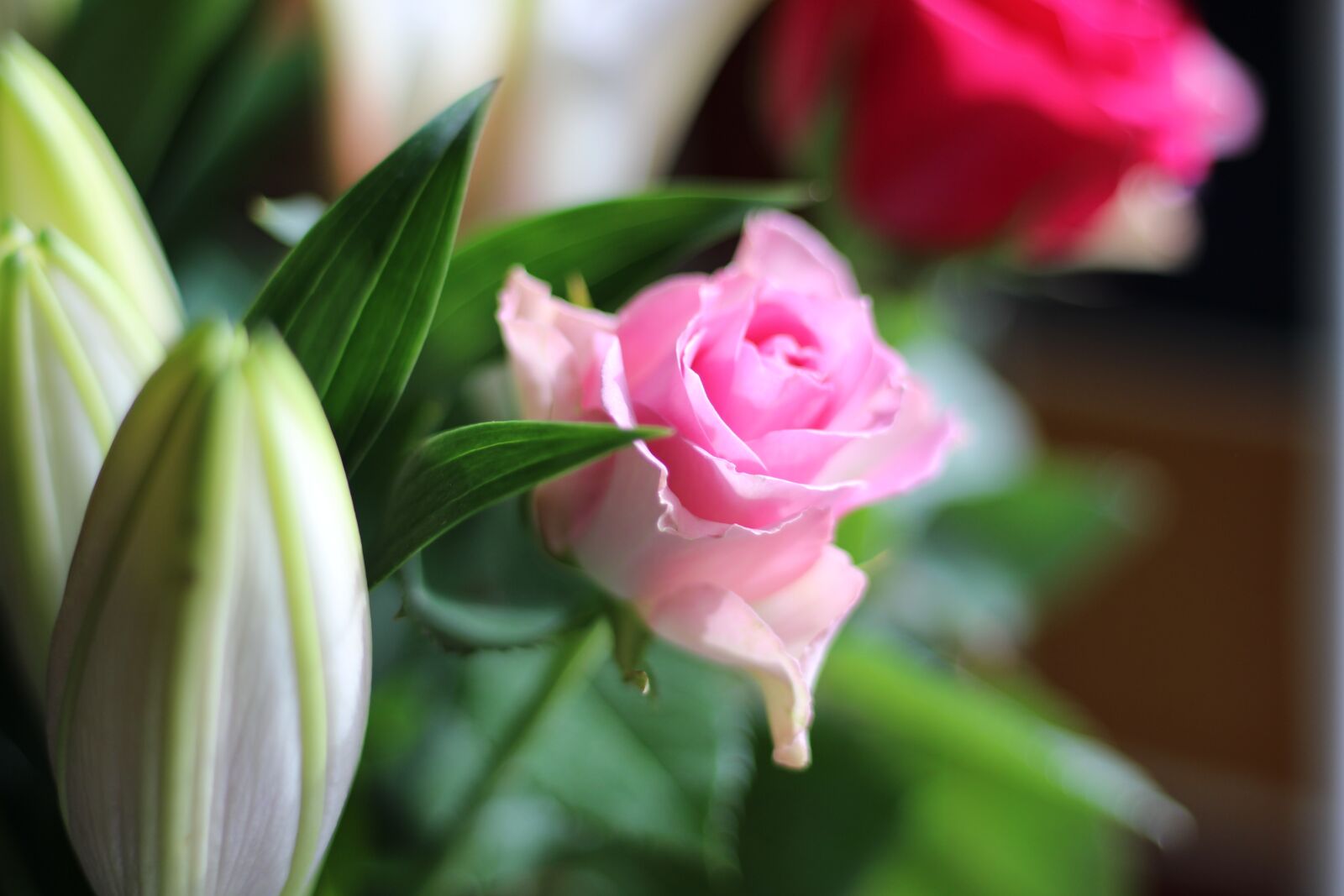 Canon EF 50mm F1.8 STM sample photo. Pink, flower, rose photography